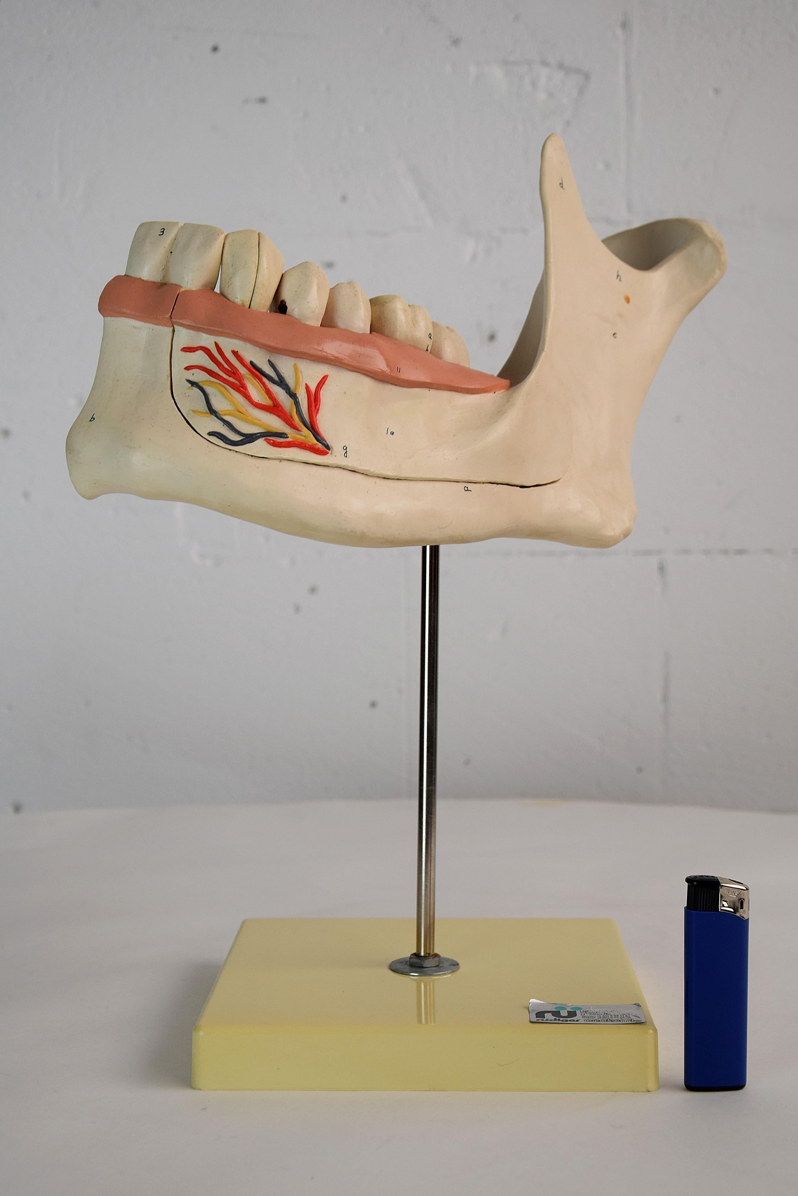 Großes anatomisches Kieferlehrmodell aus den 1960er Jahren in perfektem Zustand. Diese schöne Harzkiefer kann wie auf den Bildern gezeigt auseinandergenommen werden. Es wurde in den 1960er Jahren von Rudiger Anatomie in Berlin, Westdeutschland,