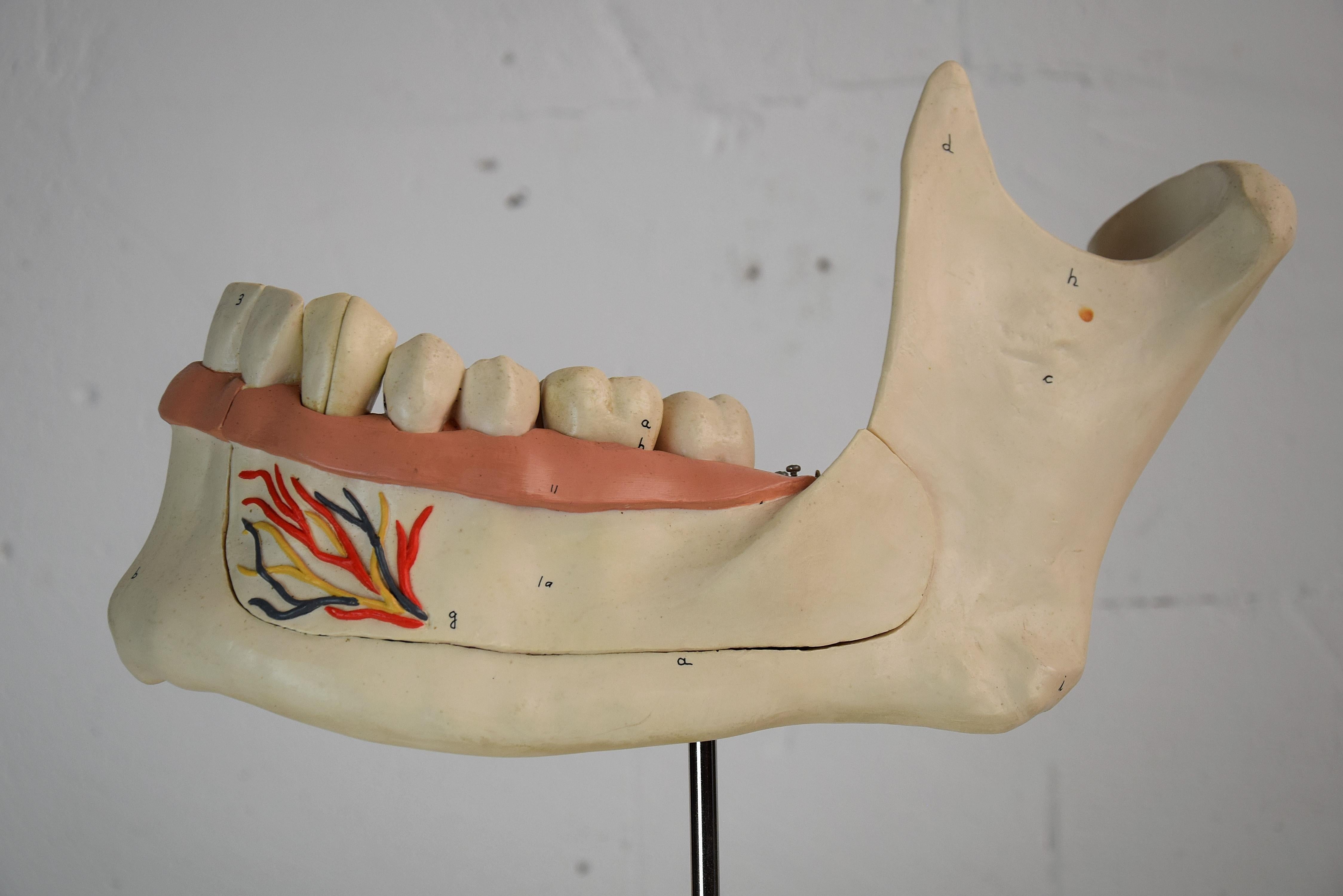 Anatomisches Mid-Century-Modern-Modell Jaw aus Didactic Resin (Moderne der Mitte des Jahrhunderts) im Angebot