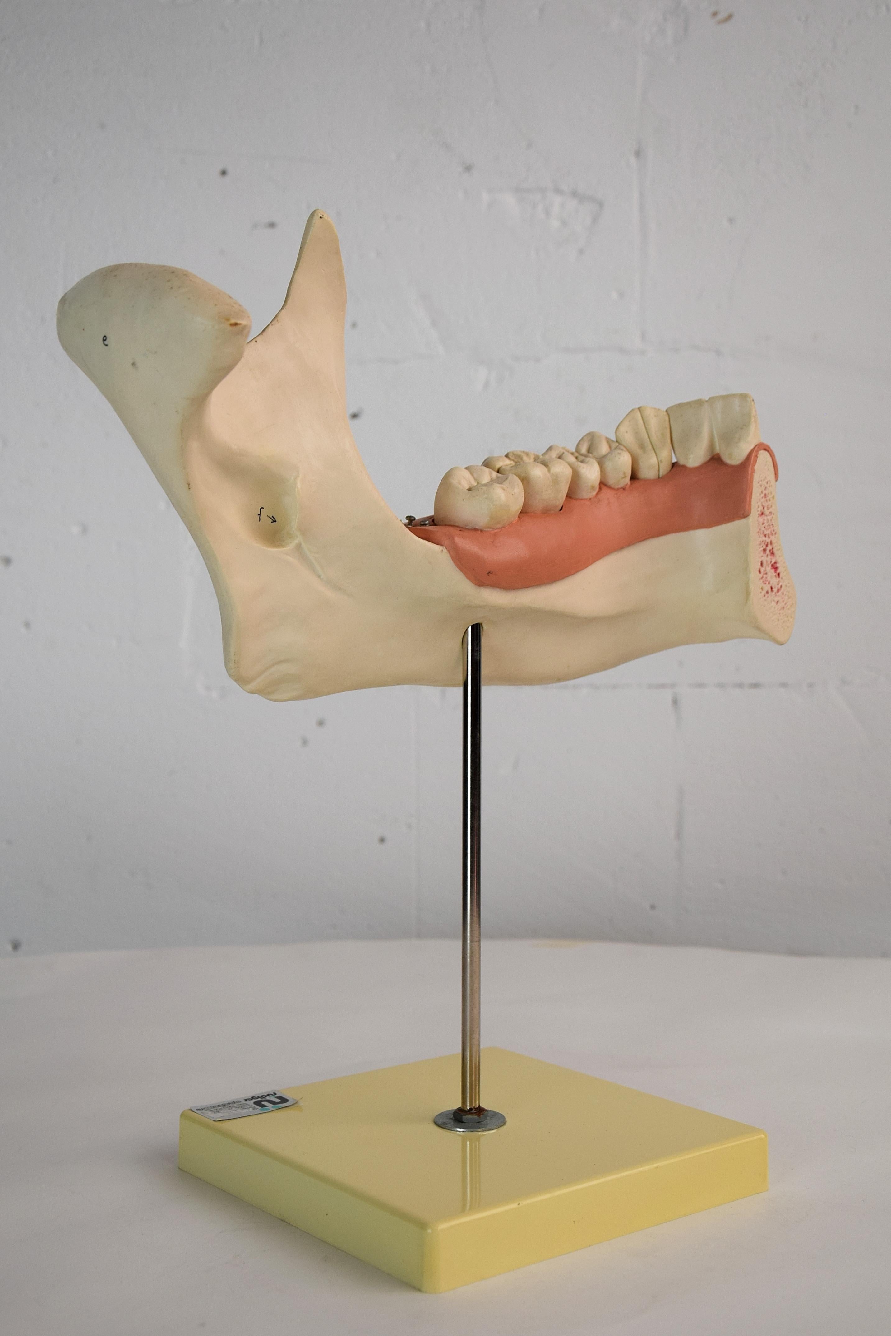 Large Mid-Century Modern Didactic Resin Anatomical Model Jaw In Good Condition For Sale In Weesp, NL