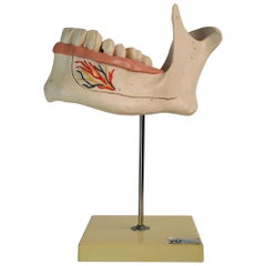 Large Mid-Century Modern Didactic Resin Anatomical Model Jaw