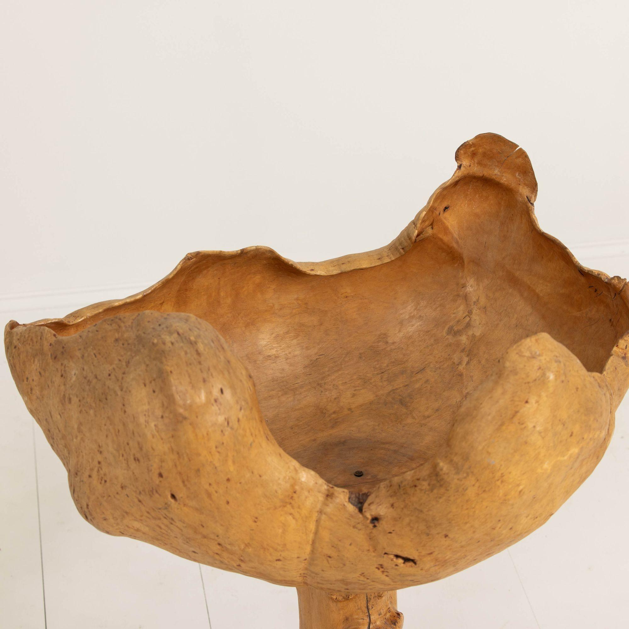Large Mid Century Swedish Birch and Pine Root Bowl Tazza on Base For Sale 10