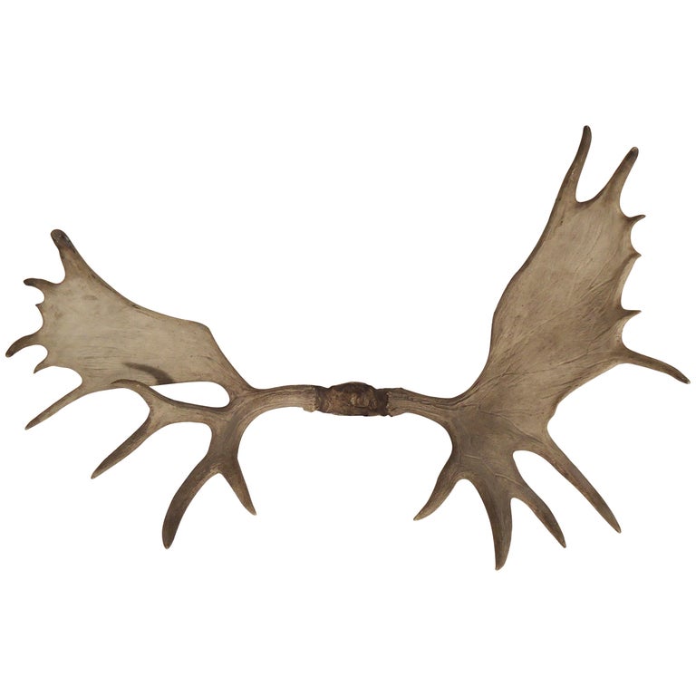 Large Moose Antlers For Sale at 1stDibs
