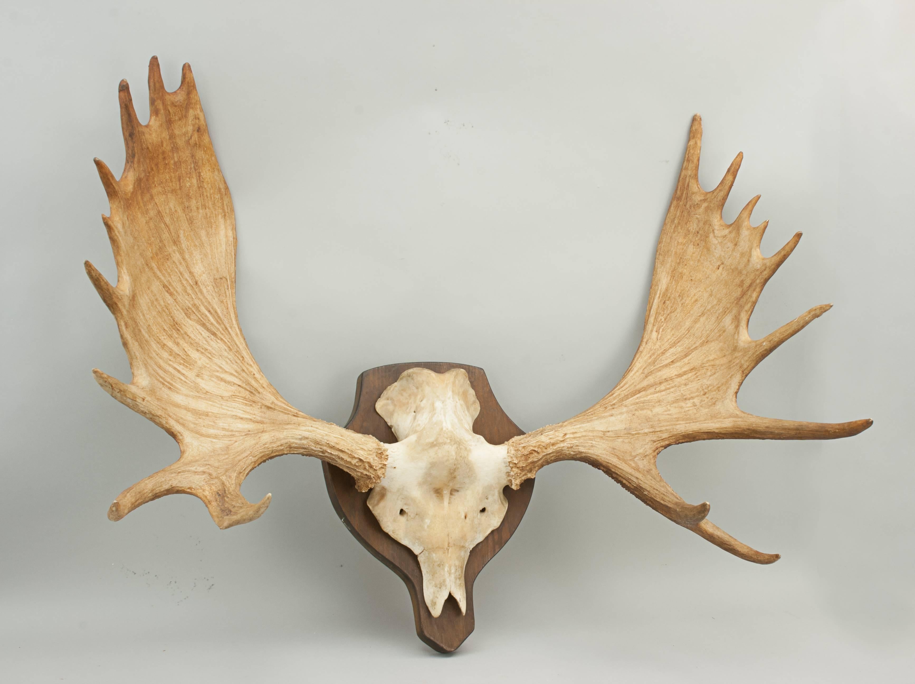 Vintage Taxidermy, Moose Antlers, Palmate Antlers.
Pair of 18 point moose antlers, Elk antlers, with skull cap, mounted onto a pitch pine shield.

Moose are part of the deer family and are the largest member and fittingly have the largest set of