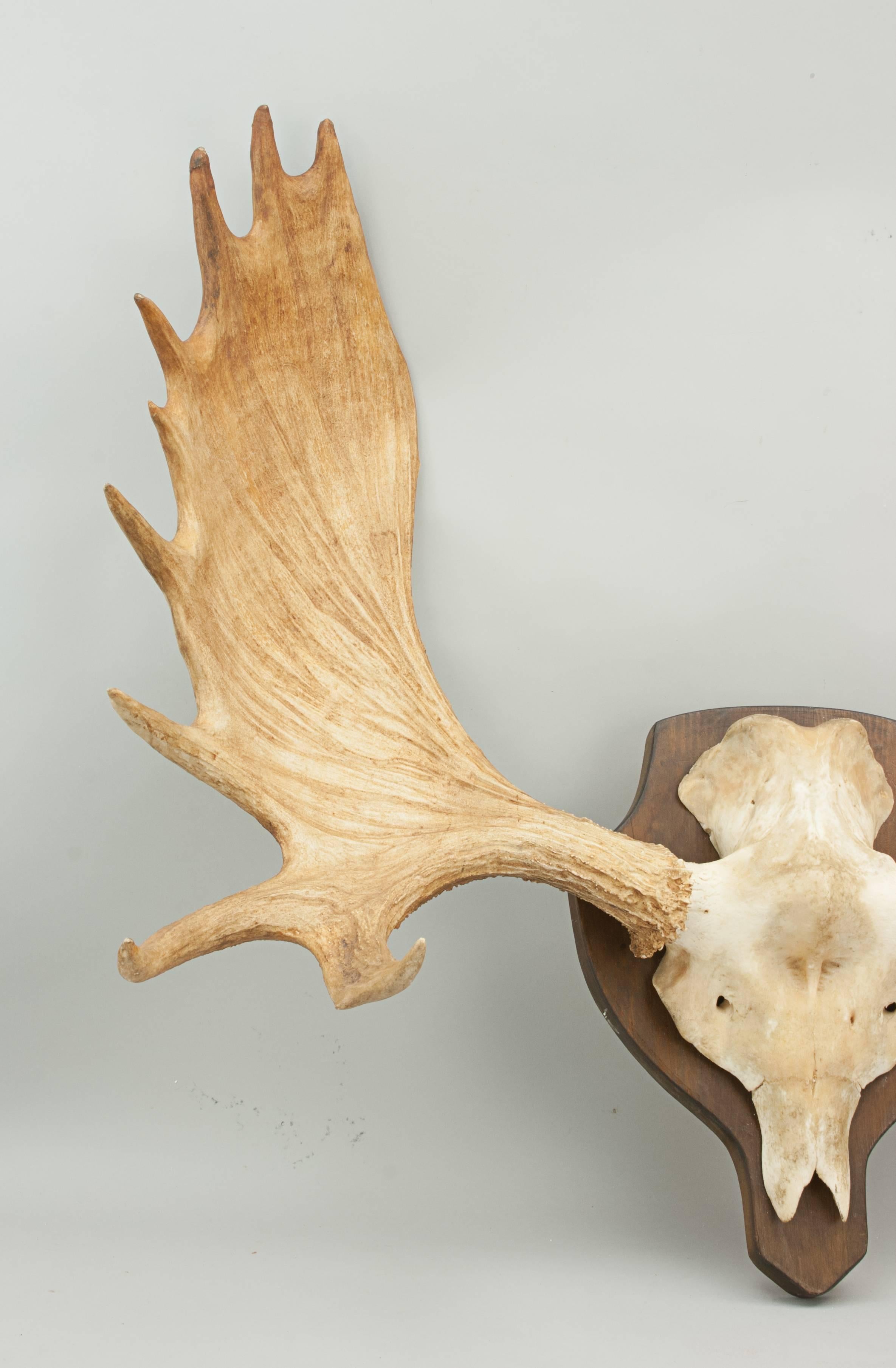 elk antler logo