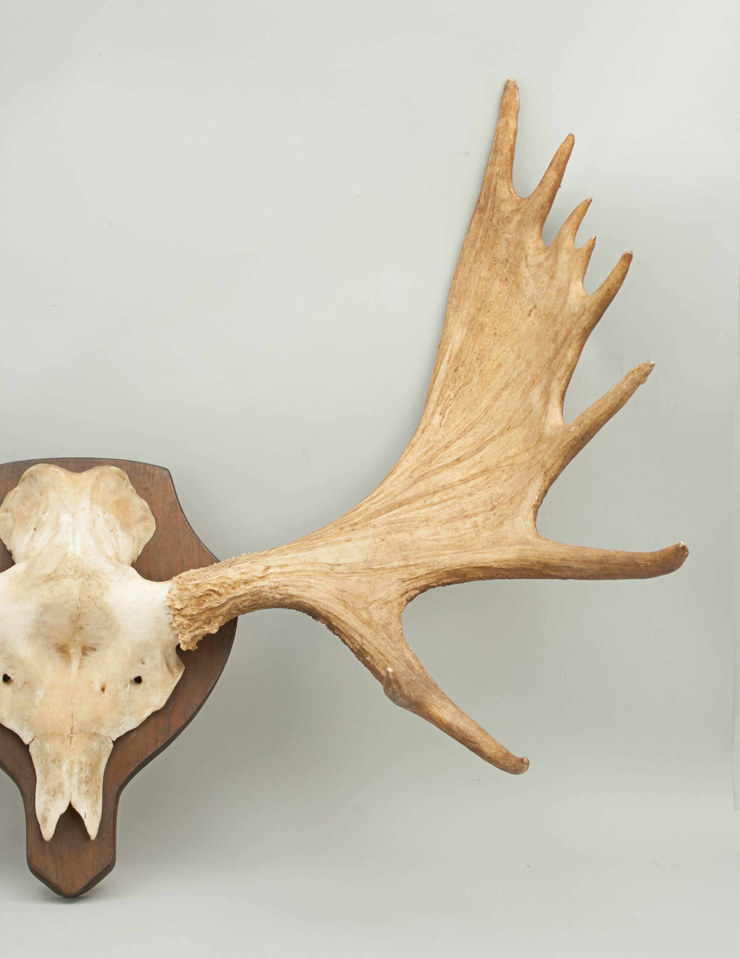 Swedish Large Moose or Elk Antlers