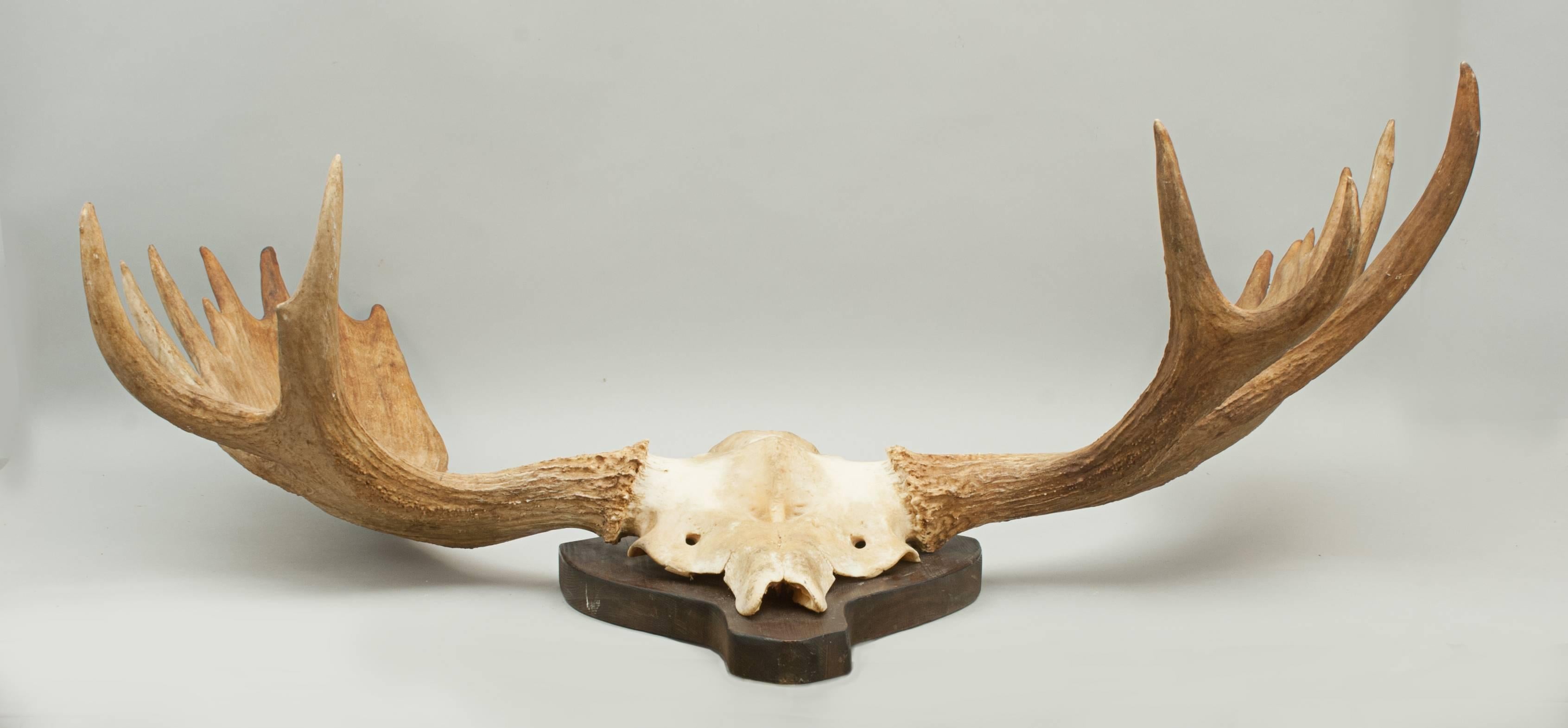 Mid-20th Century Large Moose or Elk Antlers