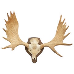 Large Moose or Elk Antlers