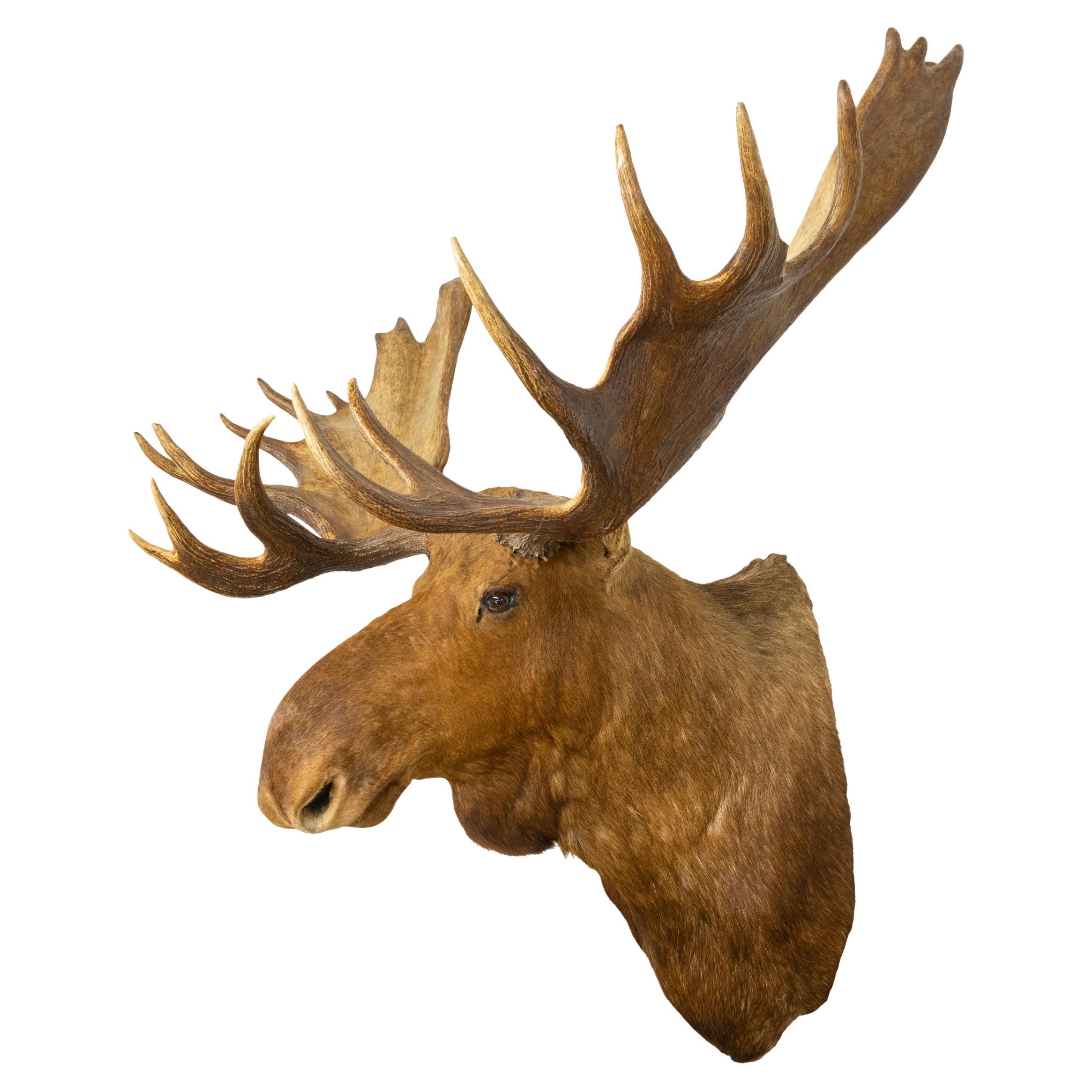 Moose shoulder mount. Older lodge mount. 62