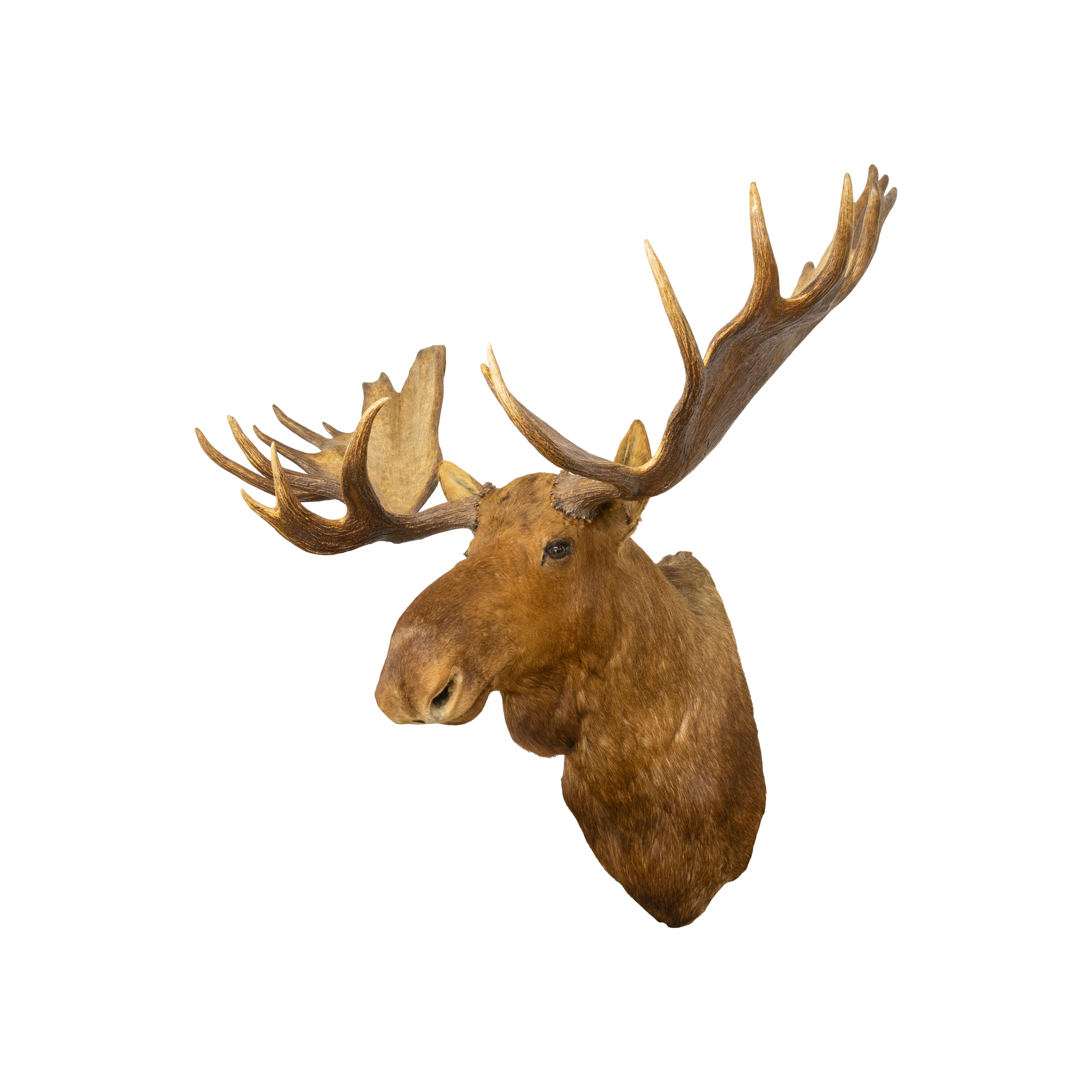 moose mount for sale