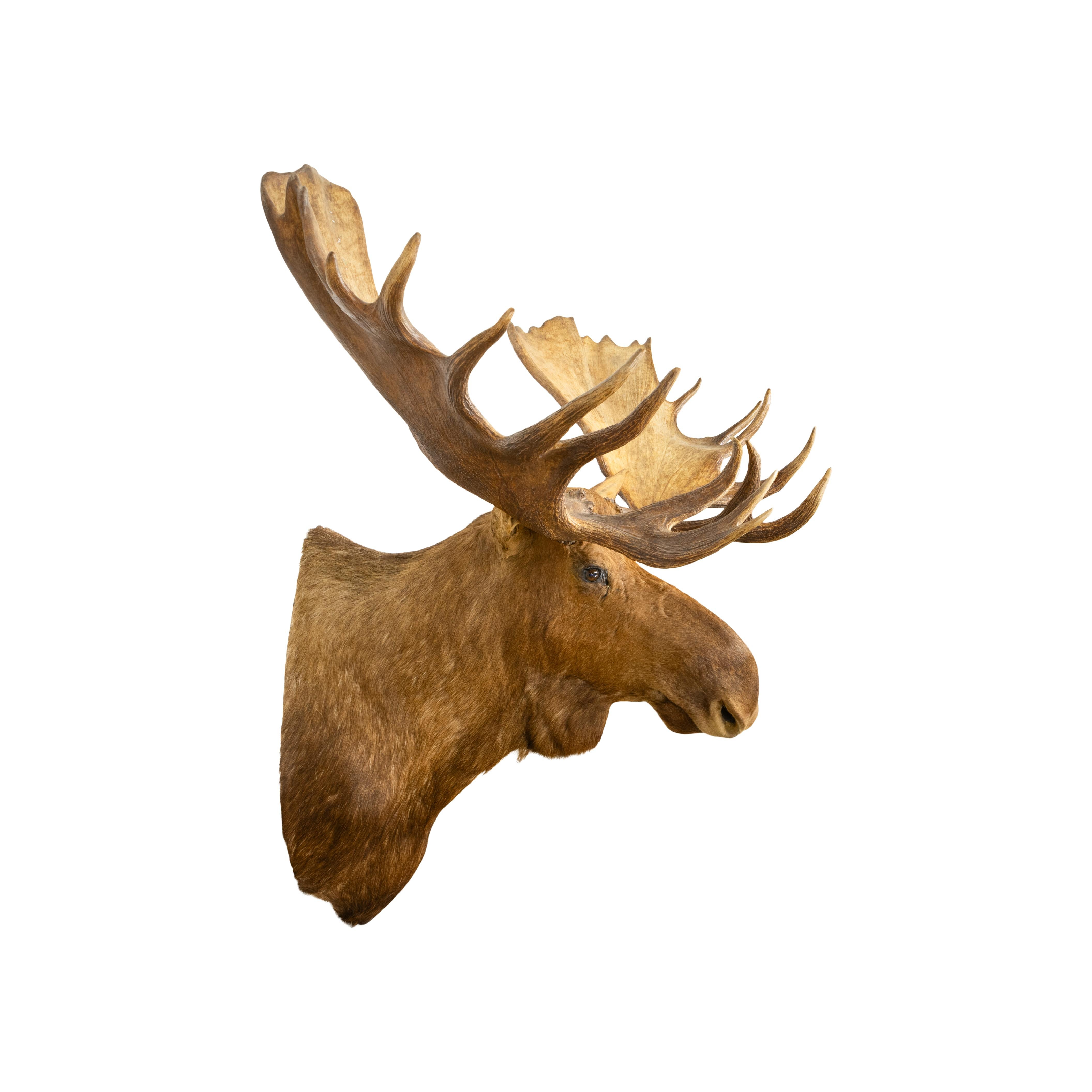 Große Moose Taxidermie-Montierung im Zustand „Hervorragend“ im Angebot in Coeur d'Alene, ID