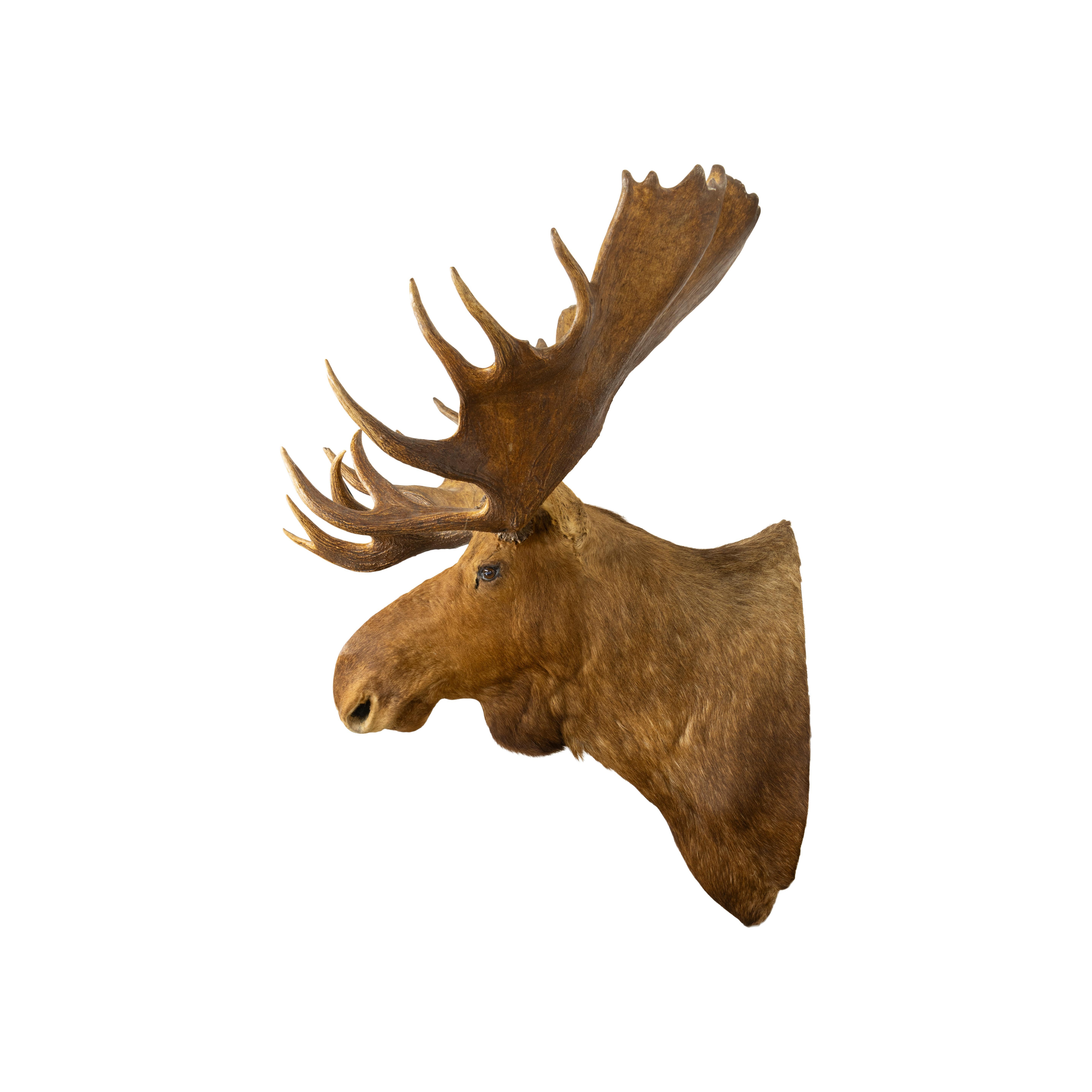 Large Moose Taxidermy Mount In Excellent Condition For Sale In Coeur d'Alene, ID