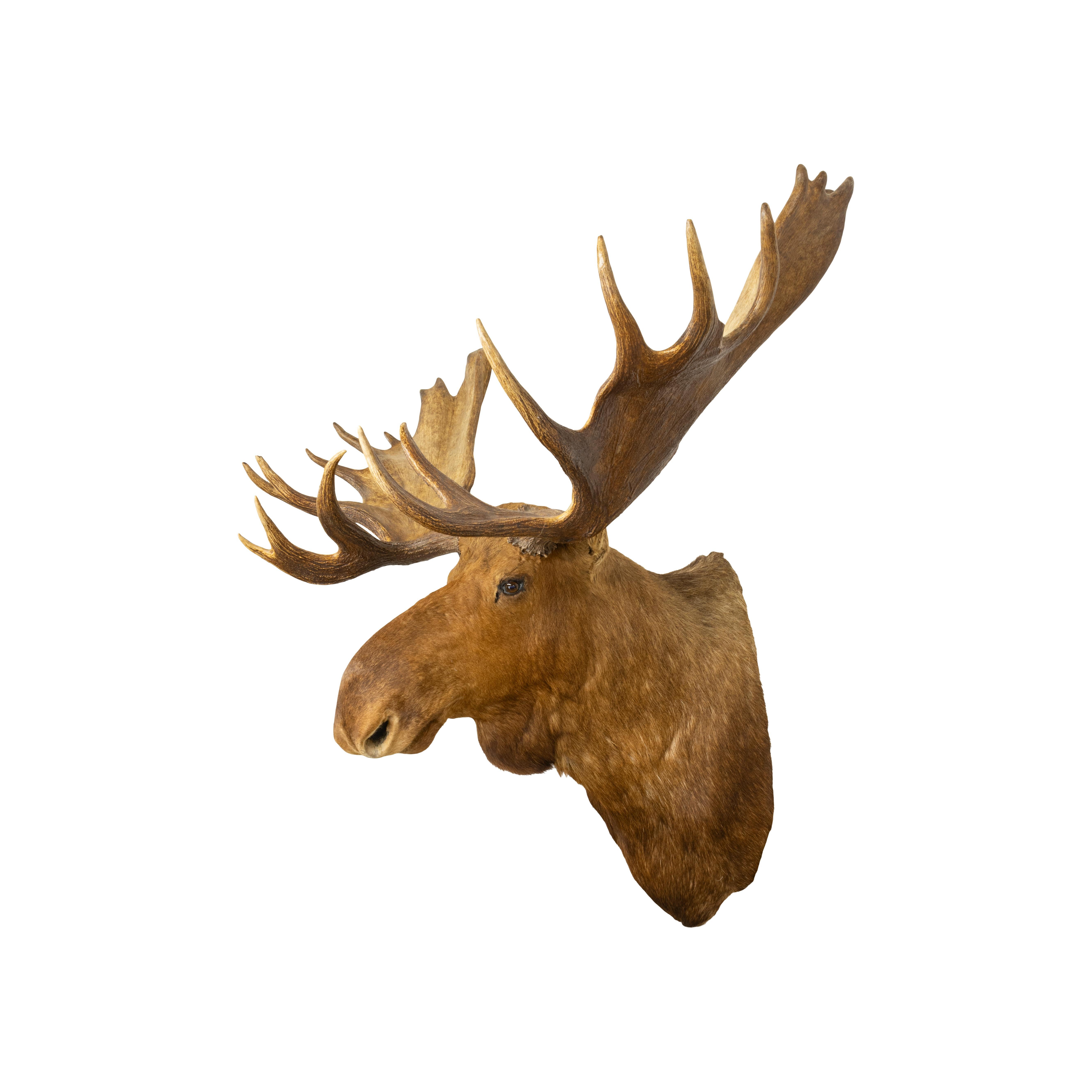 Große Moose Taxidermie-Montierung (Tierleder) im Angebot