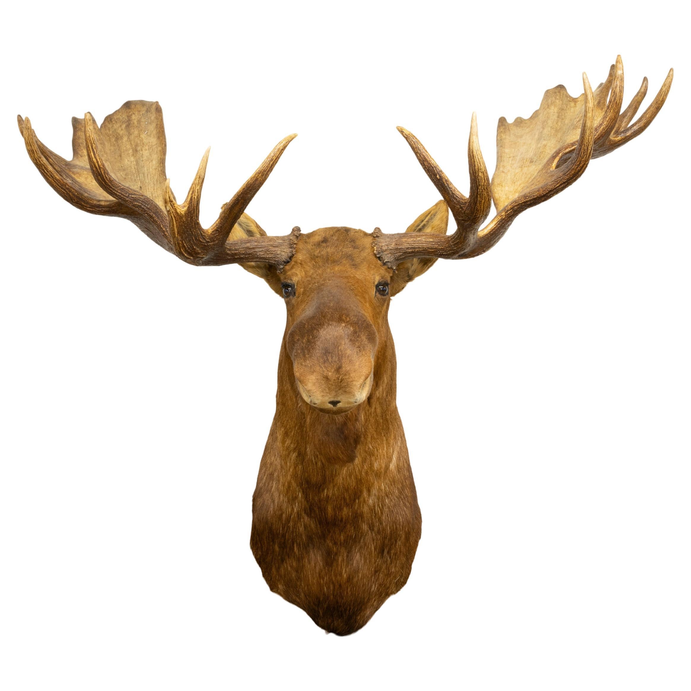 Large Moose Taxidermy Mount