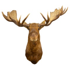 Large Moose Taxidermy Mount
