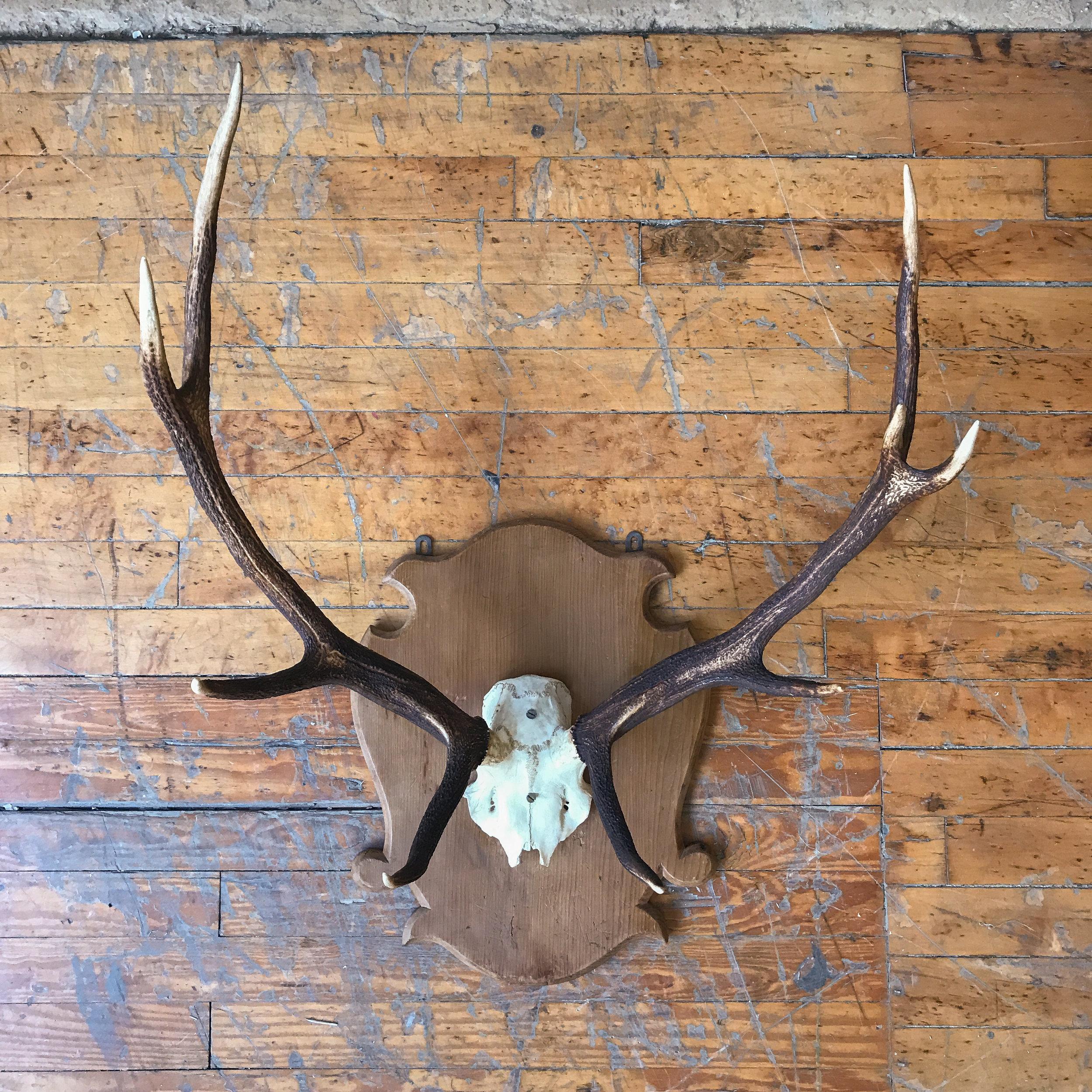 An exceptional large pair of mounted antlers. This French early 20th century pair of deer antlers mounted on a wooden shield is a stunning piece of art perfect for a lodge or country house. The large size, measuring 34 inches in height, 30 inches in