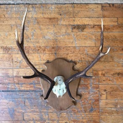 Large Mounted Deer Antlers