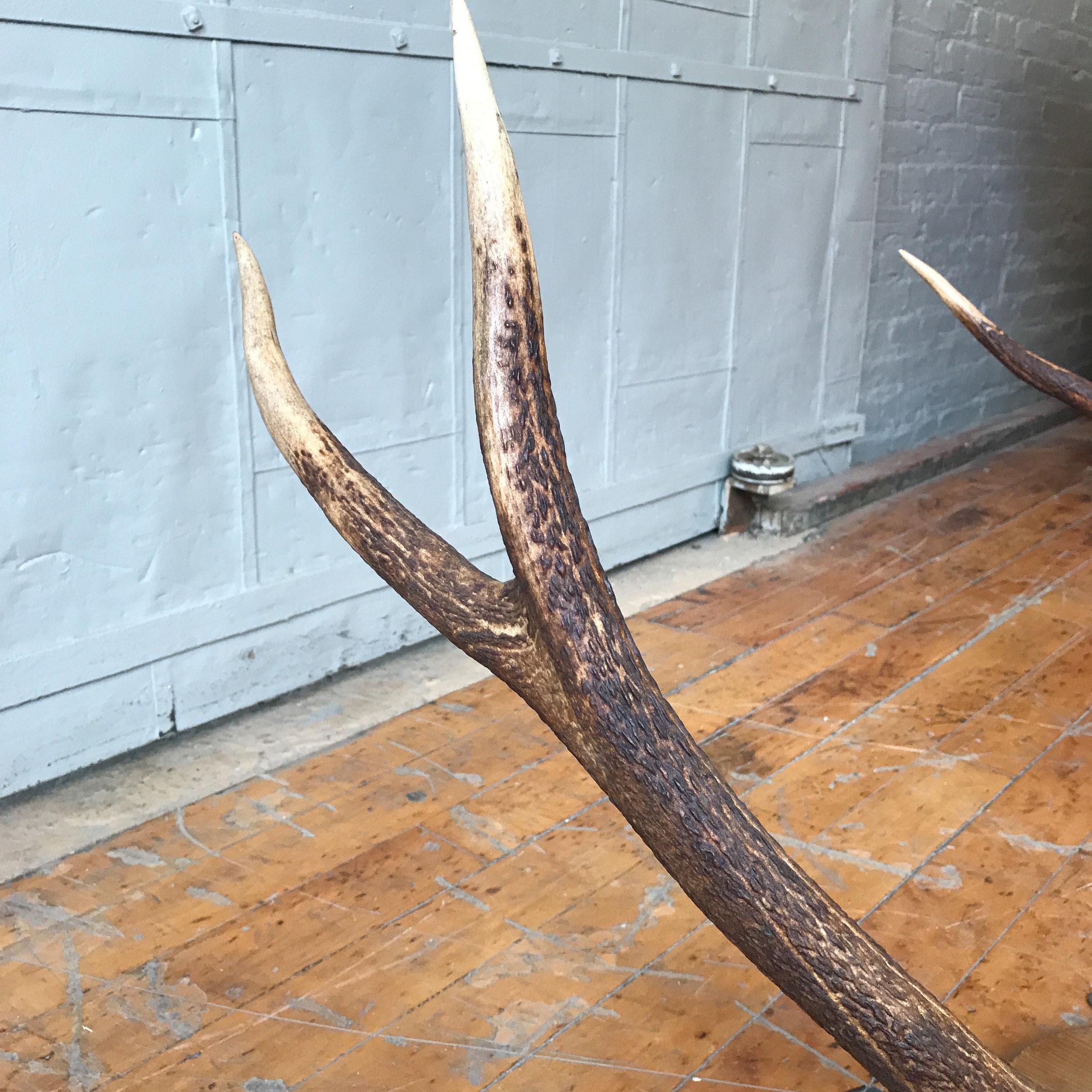Large Mounted Deer Antlers In Good Condition For Sale In Buchanan, NY