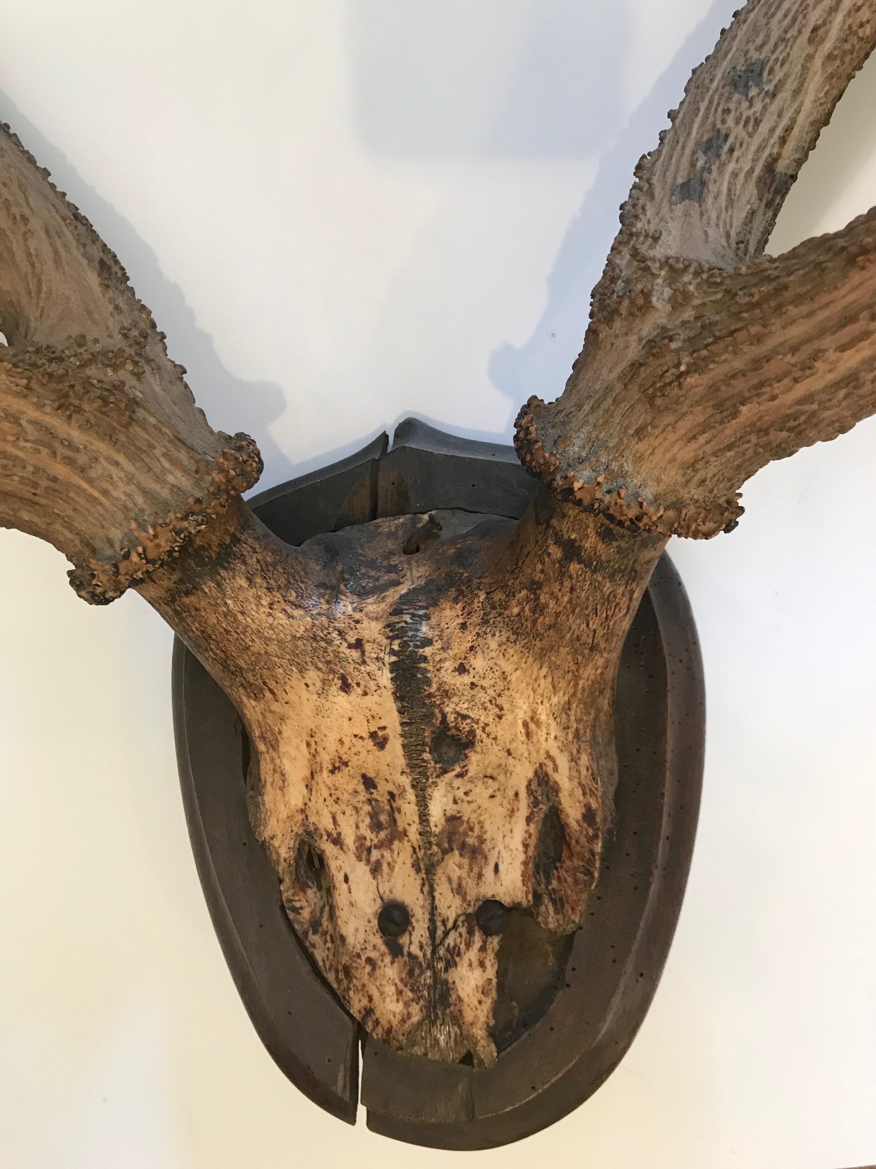 Large mounted antler Horn plaque with shield shaped back. Makes a stunning wall decoration and is easy to hang.