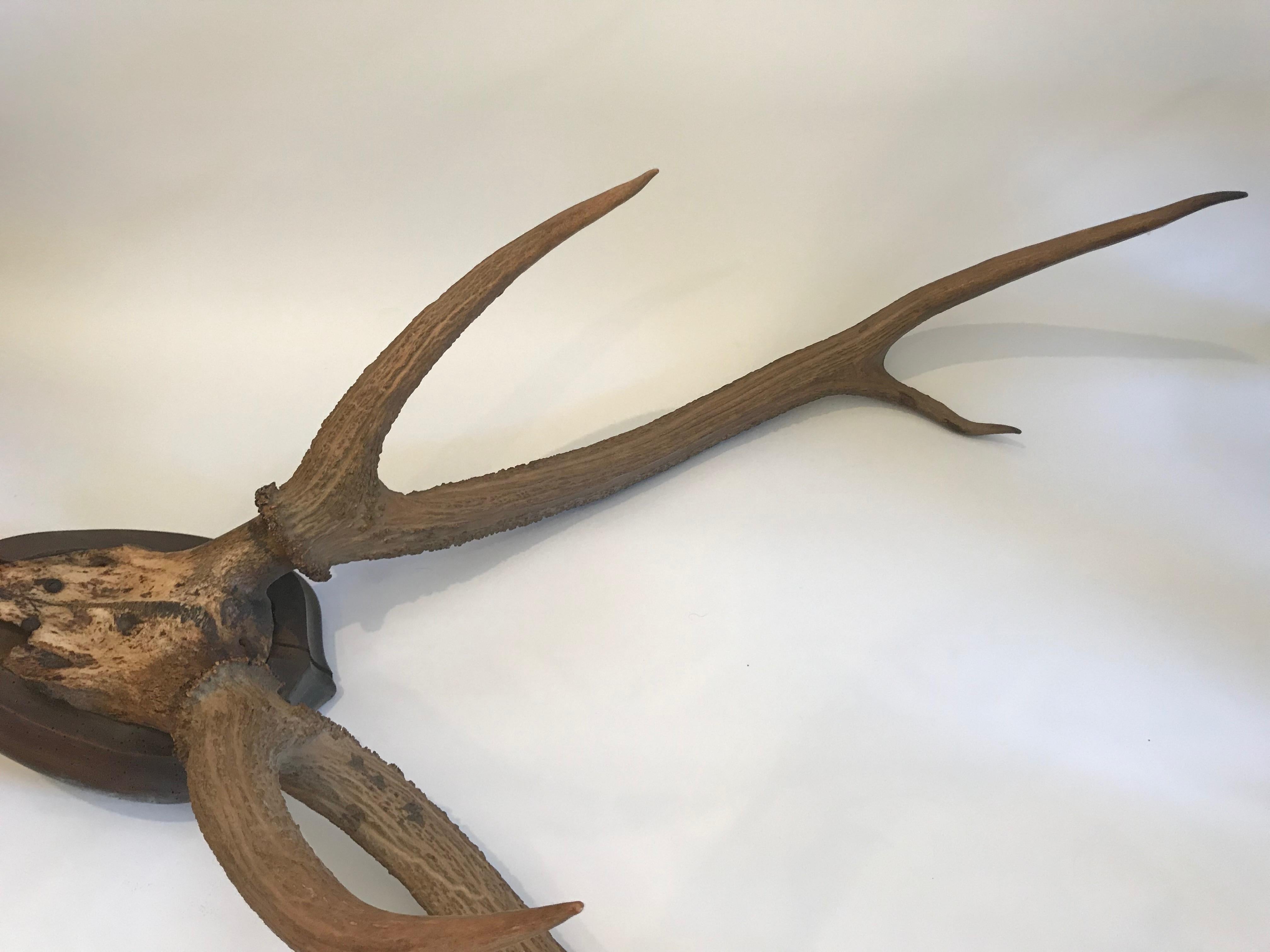 Antler Large Mounted Horn Plaque with Shield Shaped Back For Sale