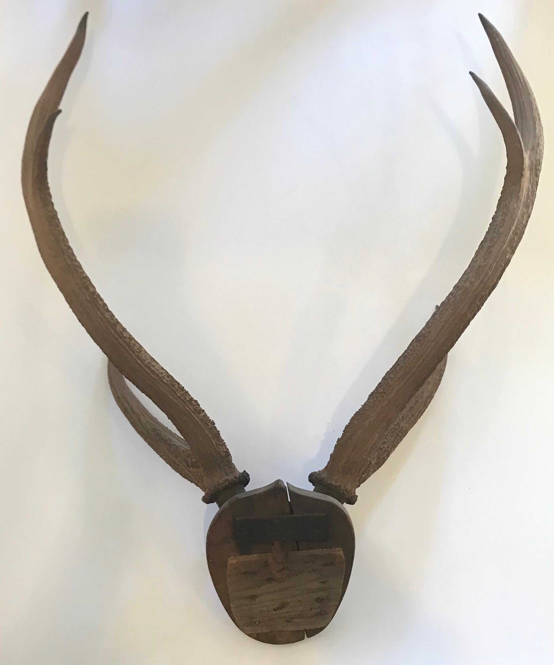 Large Mounted Horn Plaque with Shield Shaped Back For Sale 3