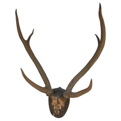 Large Mounted Horn Plaque with Shield Shaped Back