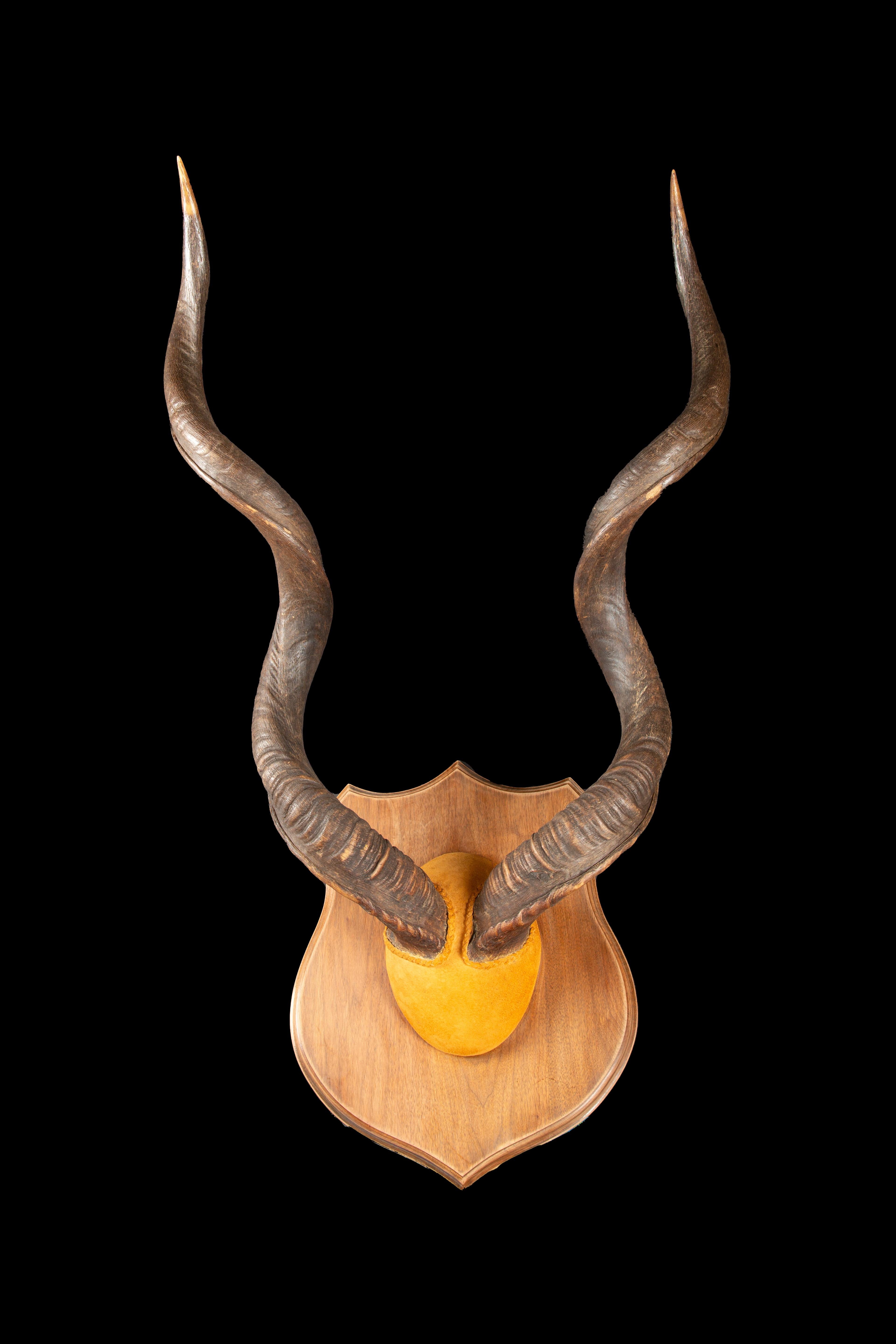 Très grande paire de cornes de Kudu montées. Le grand koudou, ou Tragelaphus strepsiceros, est une majestueuse antilope des bois, répandue dans les paysages variés de l'Afrique orientale et australe. Cette espèce, caractérisée par sa taille