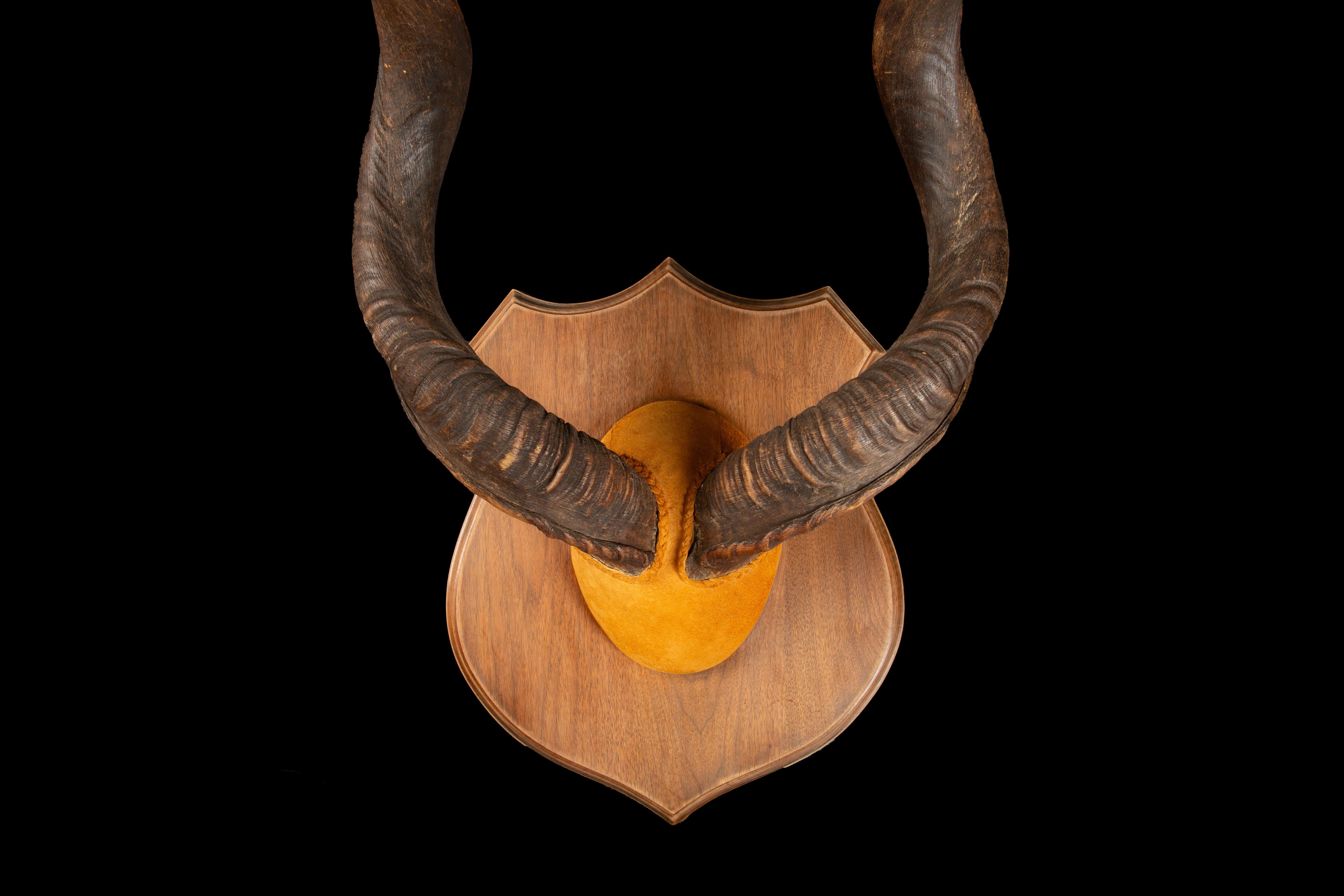 Tribal Large Mounted Kudu Horns For Sale