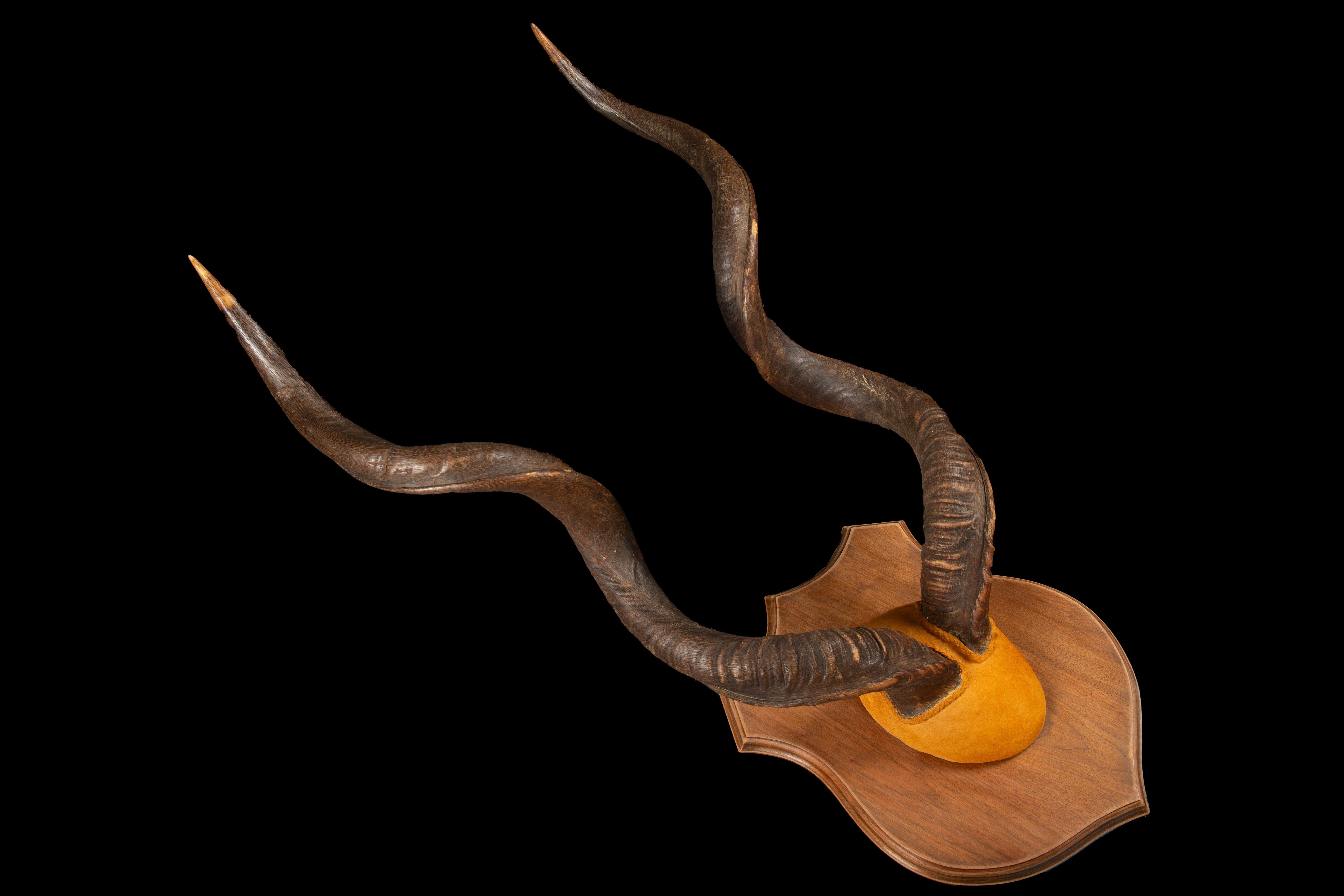 African Large Mounted Kudu Horns For Sale
