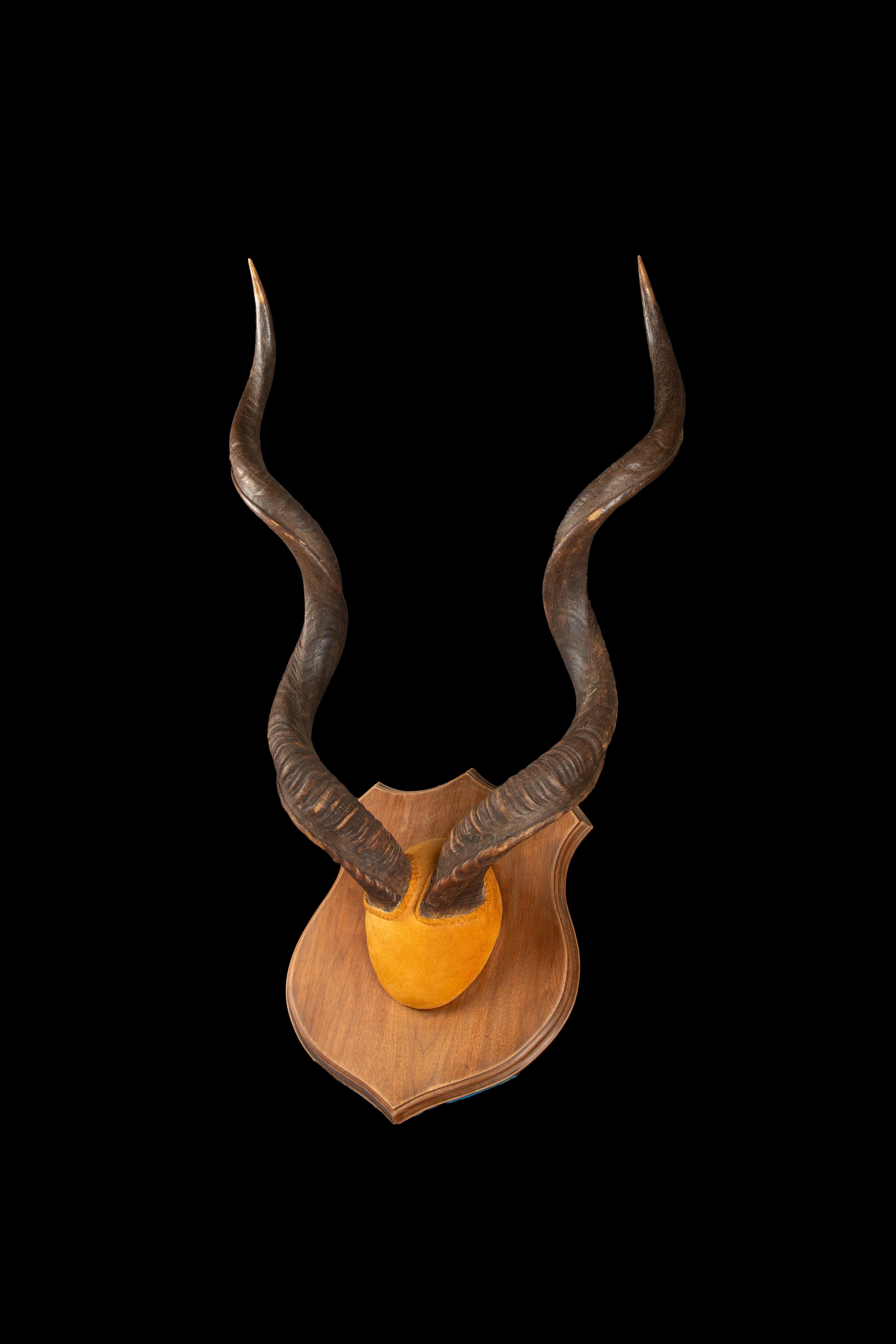 Large Mounted Kudu Horns In Excellent Condition For Sale In New York, NY