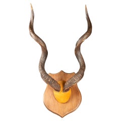 Used Large Mounted Kudu Horns