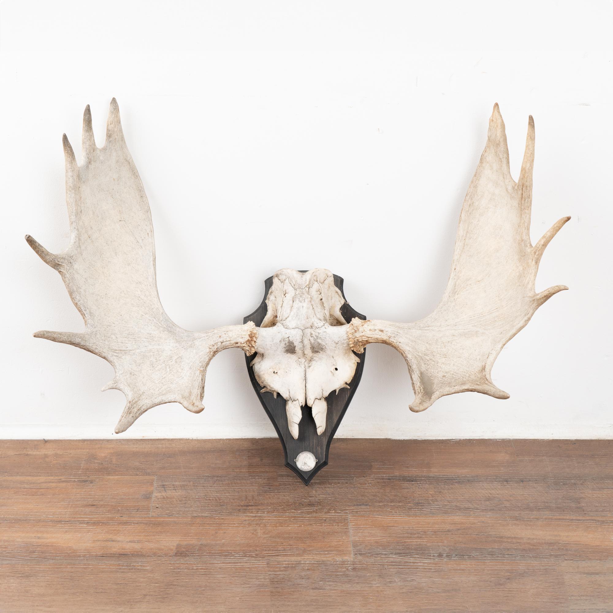 Large trophy size moose antlers mounted on wood plaque. Winner of Swedish hunting association medal (see photos).
Sold in original vintage condition, ready to hang. 

With over 37 years of experience selling European antiques, our brick-and-mortar