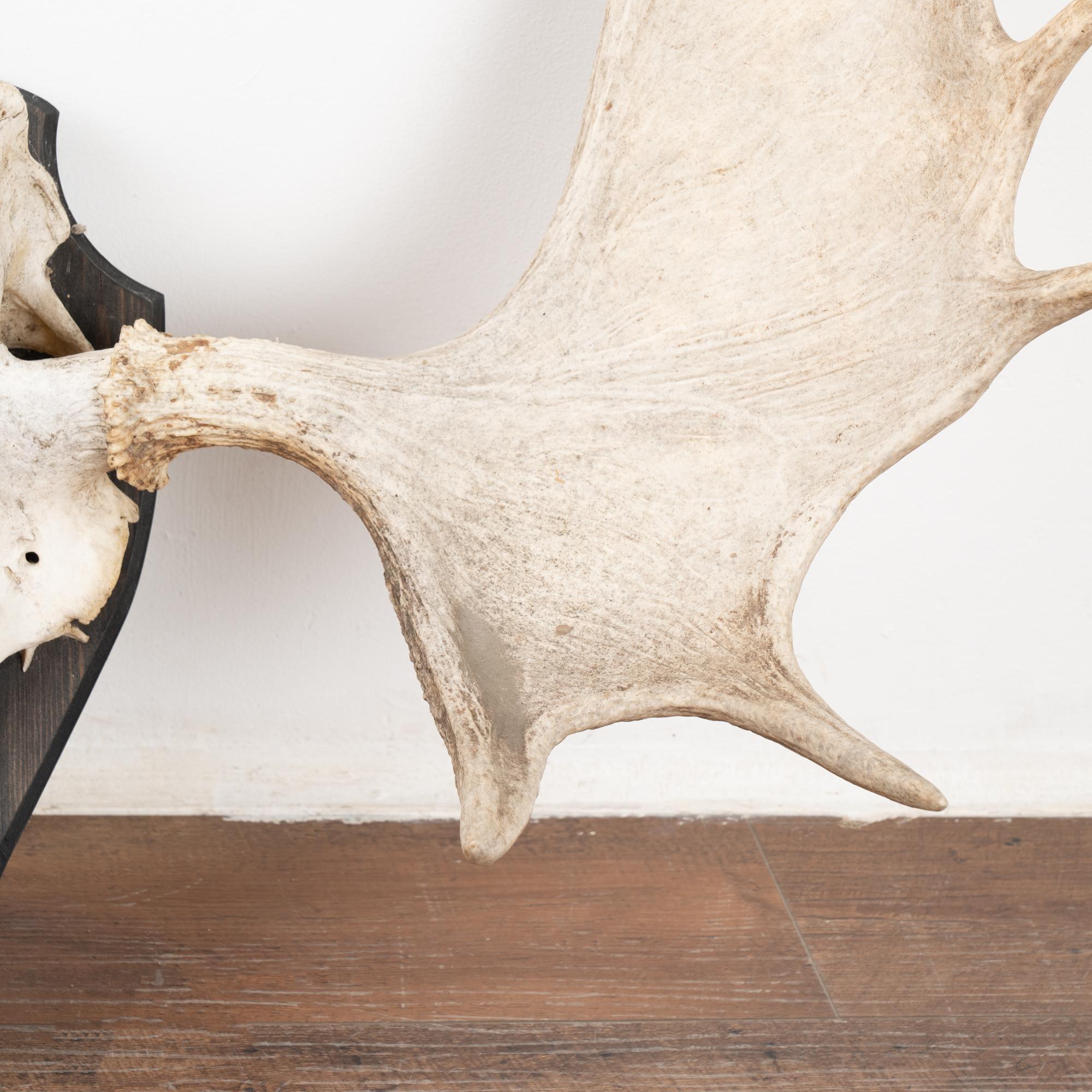 Large Mounted Moose Antlers, Sweden circa 1950 In Good Condition In Round Top, TX