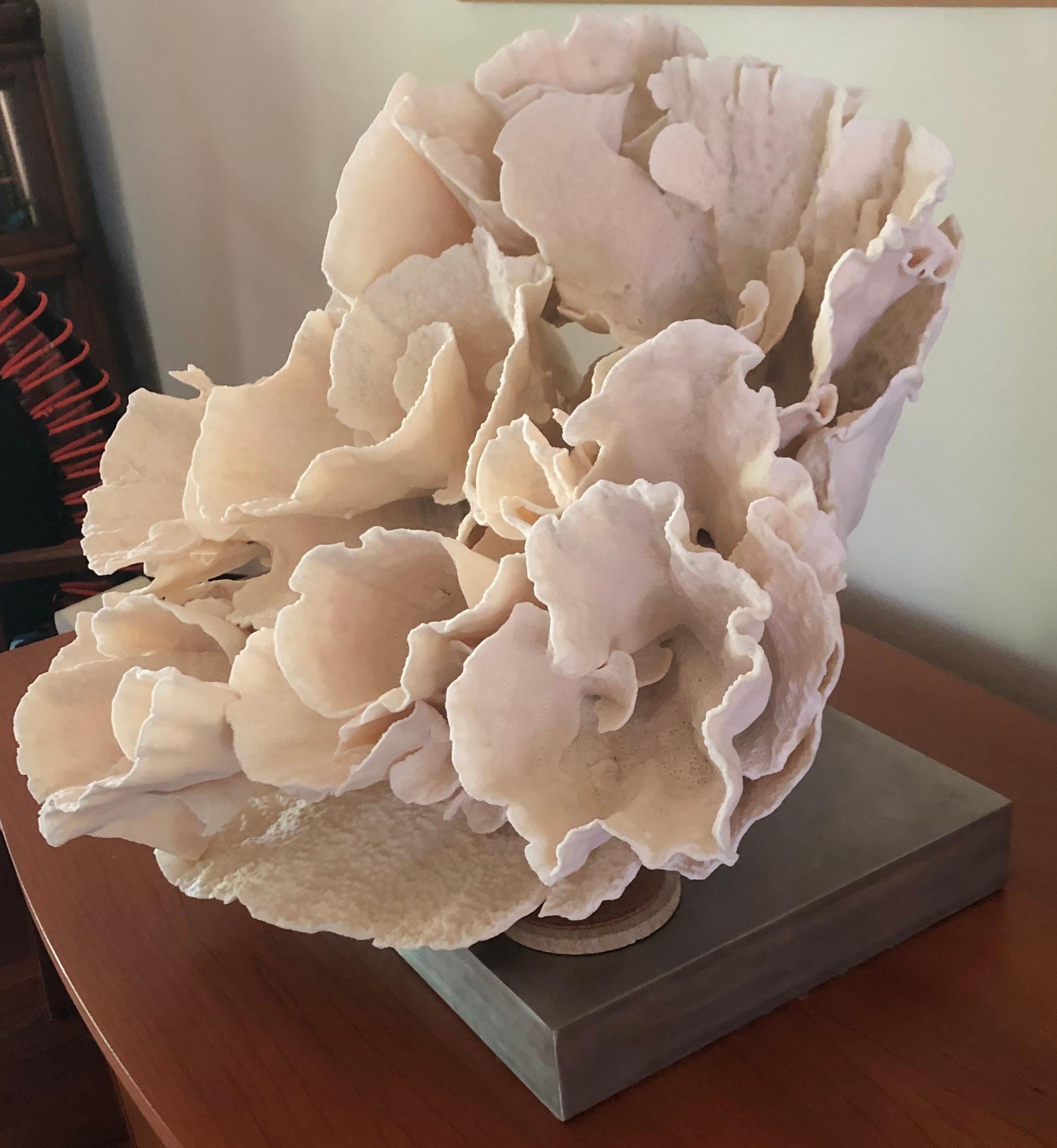 Organic Modern Large Mounted Natural Specimen Cup Coral Sculpture, USA, 2000s
