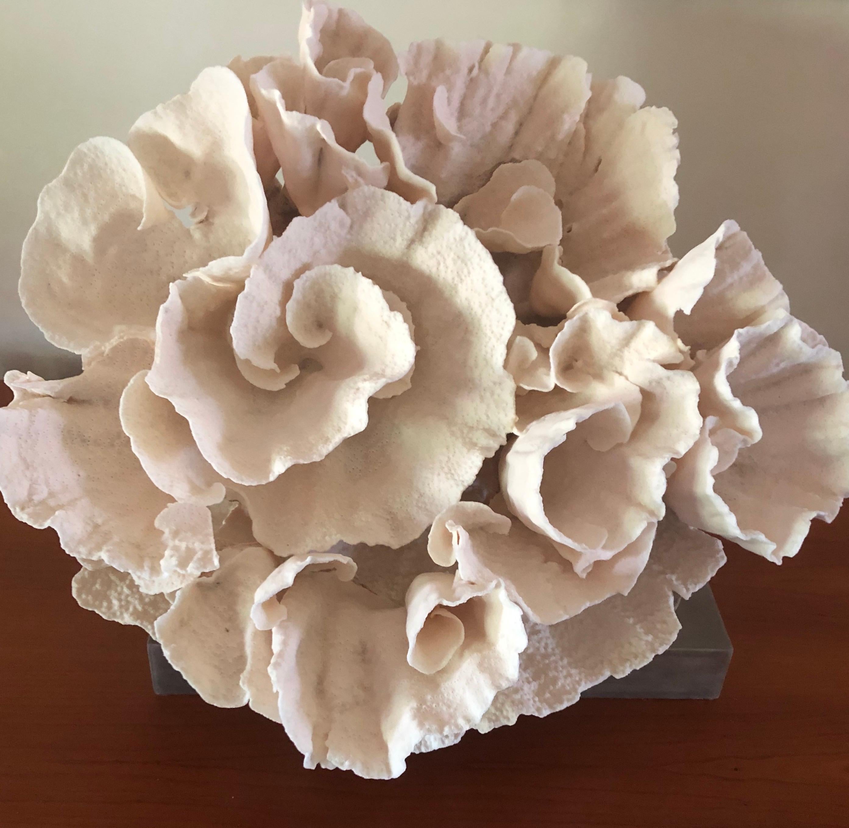 American Large Mounted Natural Specimen Cup Coral Sculpture, USA, 2000s