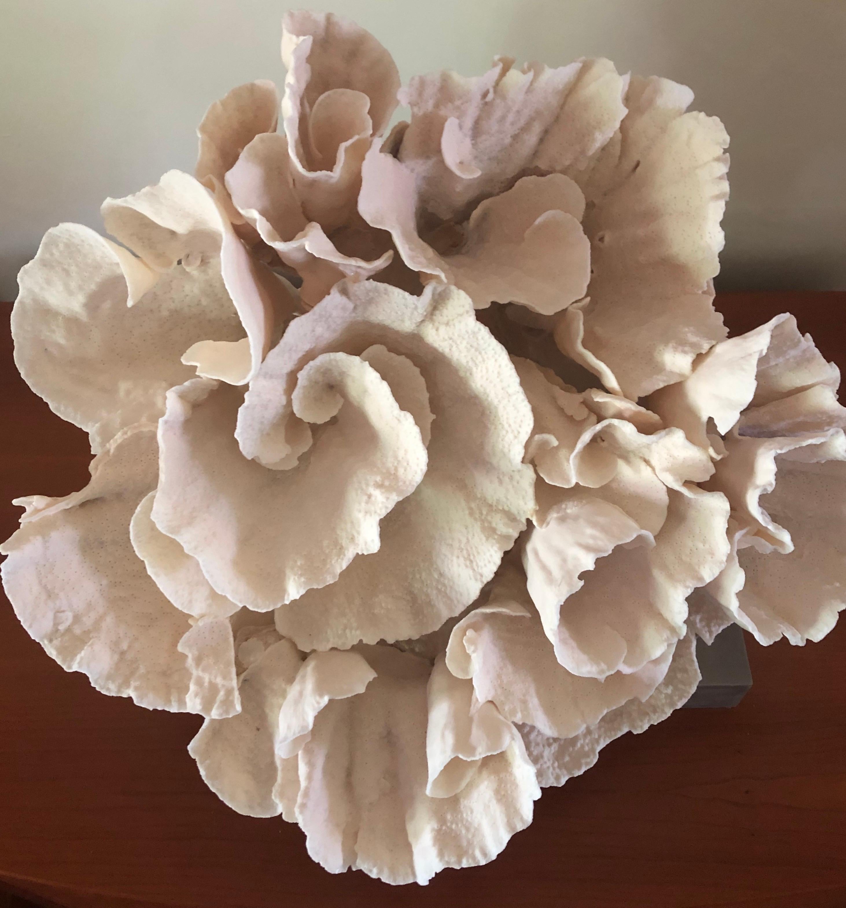 Large Mounted Natural Specimen Cup Coral Sculpture, USA, 2000s In Good Condition In Miami, FL