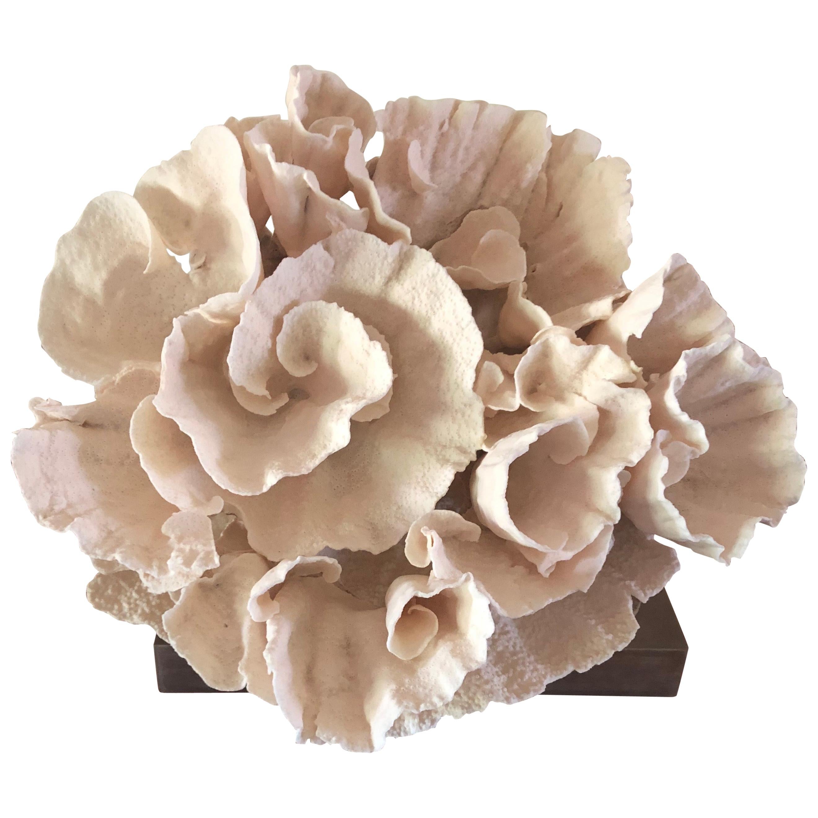 Large Mounted Natural Specimen Cup Coral Sculpture, USA, 2000s