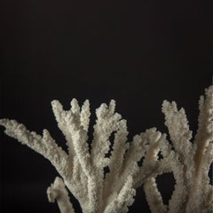Large Mounted White Branch Coral Specimen