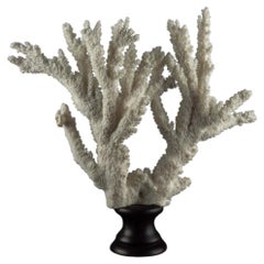 Large Mounted White Branch Coral Specimen