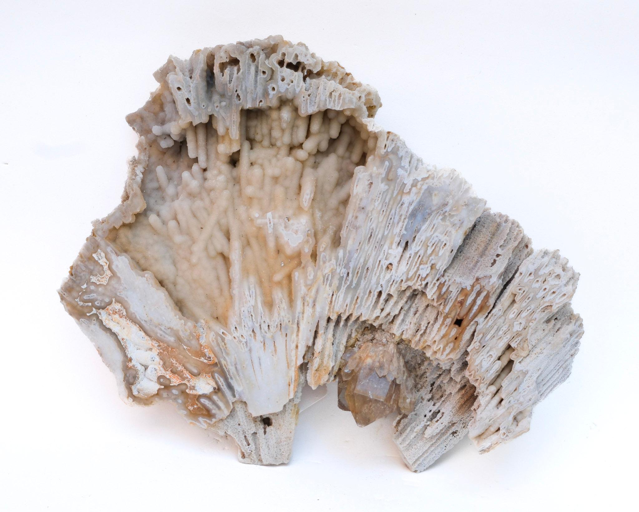 Fossil agate coral with a coordinating polished citrine crystal point.

Fossil agate coral is Florida's state stone and is known for its unique formation that can take place over 20 million years. It's a natural gemstone that is created when