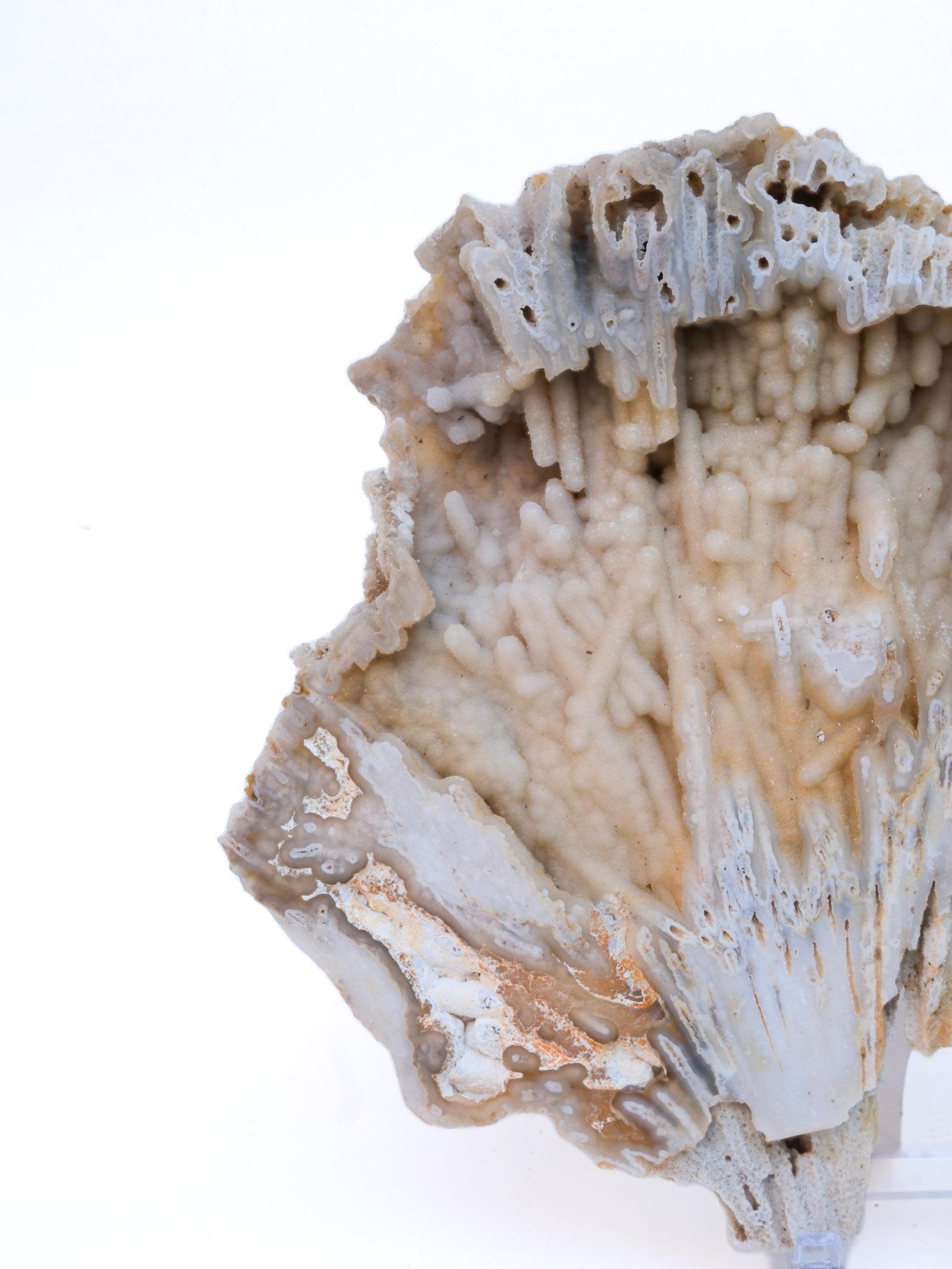 Prehistoric Large Fossil Agate Coral with Polished Citrine Crystal Point For Sale