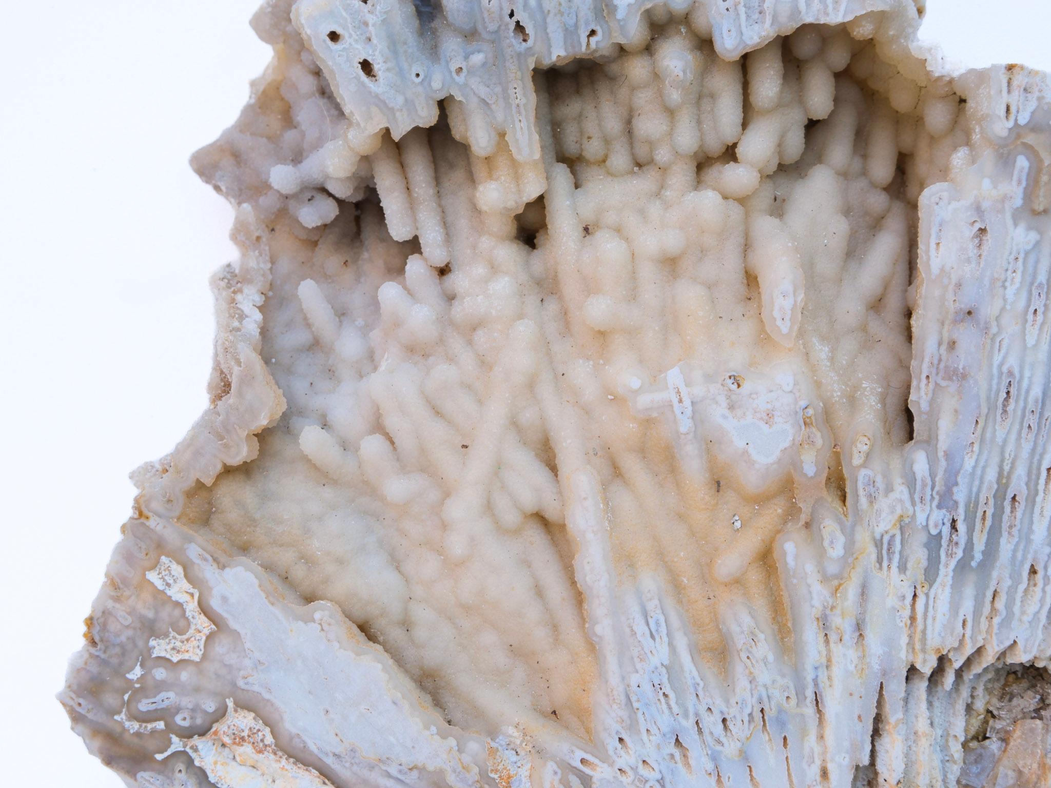 American Large Fossil Agate Coral with Polished Citrine Crystal Point For Sale