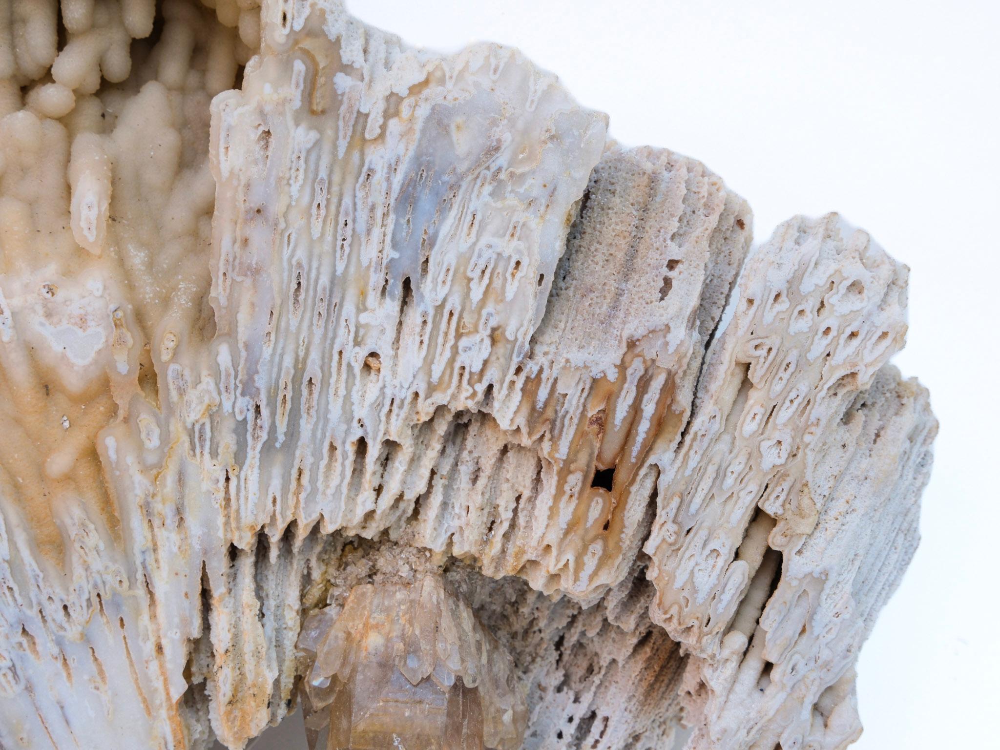 Large Fossil Agate Coral with Polished Citrine Crystal Point In Excellent Condition For Sale In Dublin, Dalkey