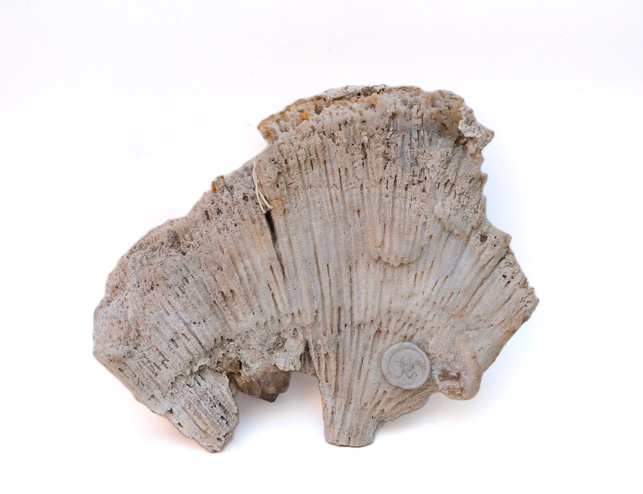 Rock Crystal Large Fossil Agate Coral with Polished Citrine Crystal Point For Sale