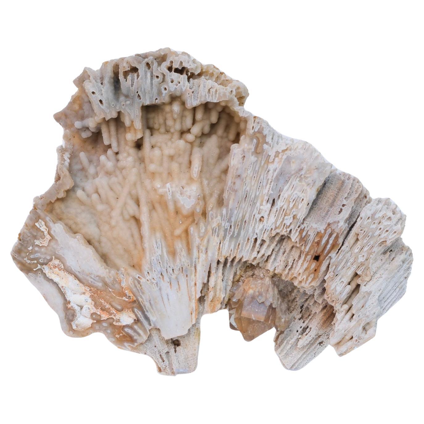 Large Fossil Agate Coral with Polished Citrine Crystal Point