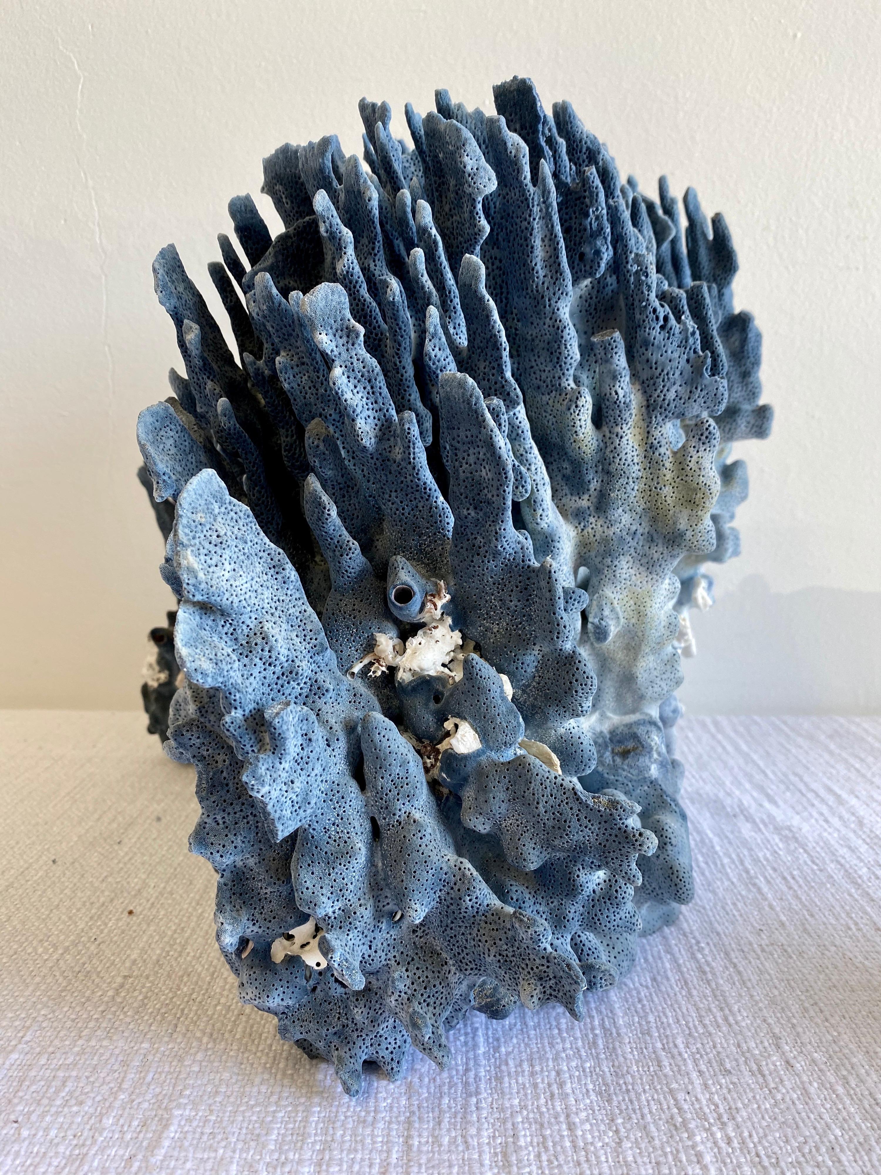 Beautiful large piece of natural colored blue coral.
This coral is real, not faux, and color is natural blue, not dyed.
Size: 18