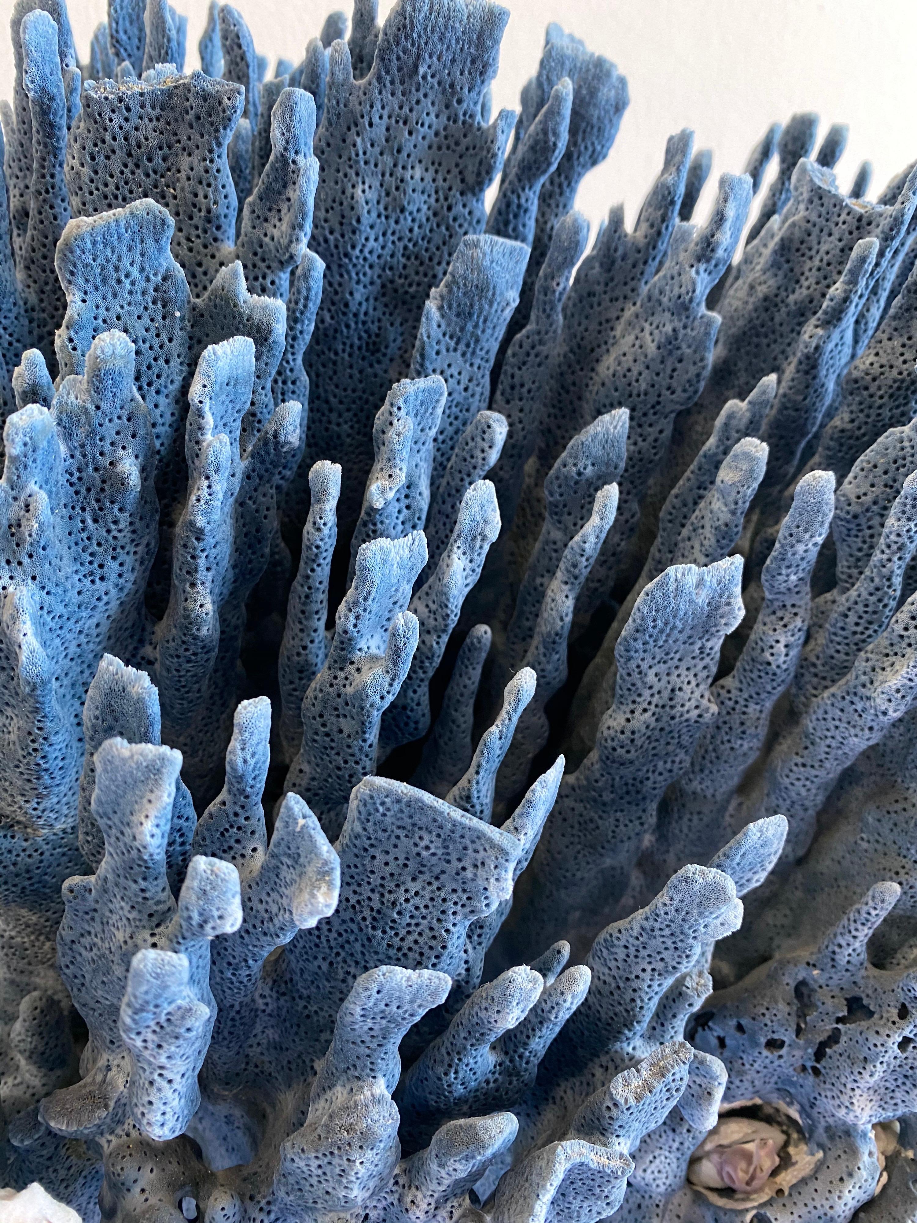 Large Natural Blue Coral In Good Condition In Brea, CA