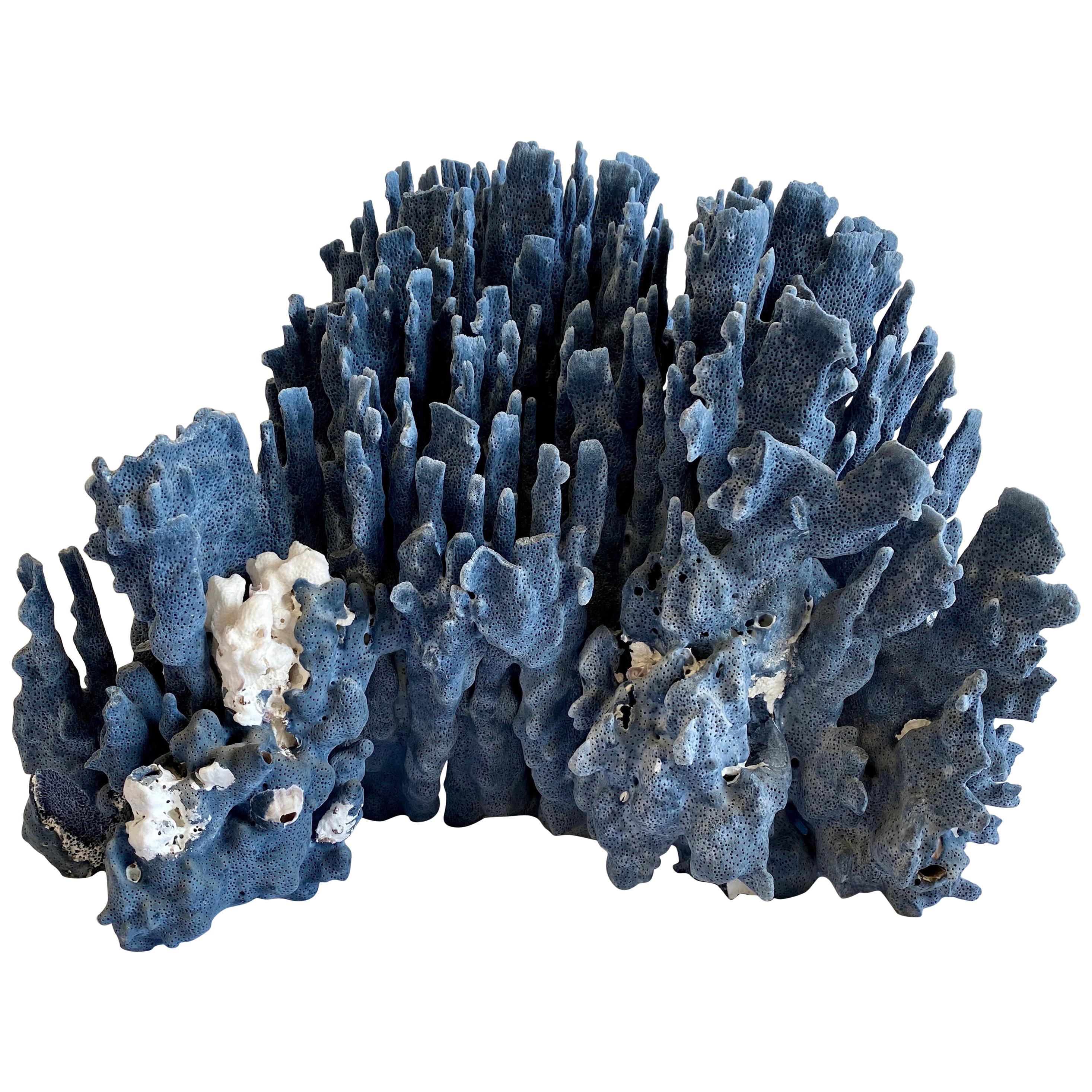 Large Natural Blue Coral