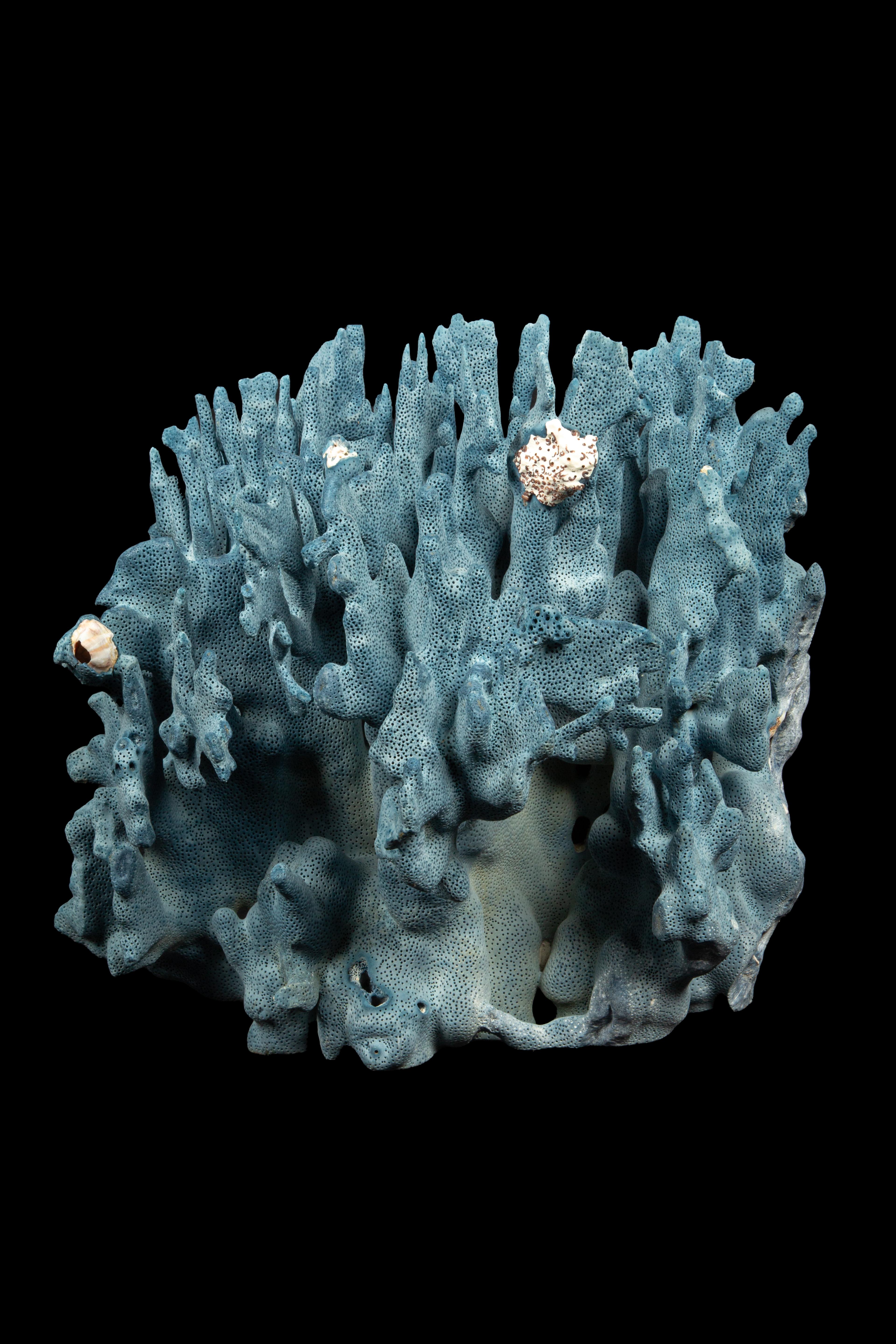 Large Natural Blue Coral Specimen. This extraordinary piece showcases the remarkable allure of the ocean with its stunning hues of vibrant blue. Immerse yourself in the intricate details and exquisite texture, meticulously crafted by nature itself.