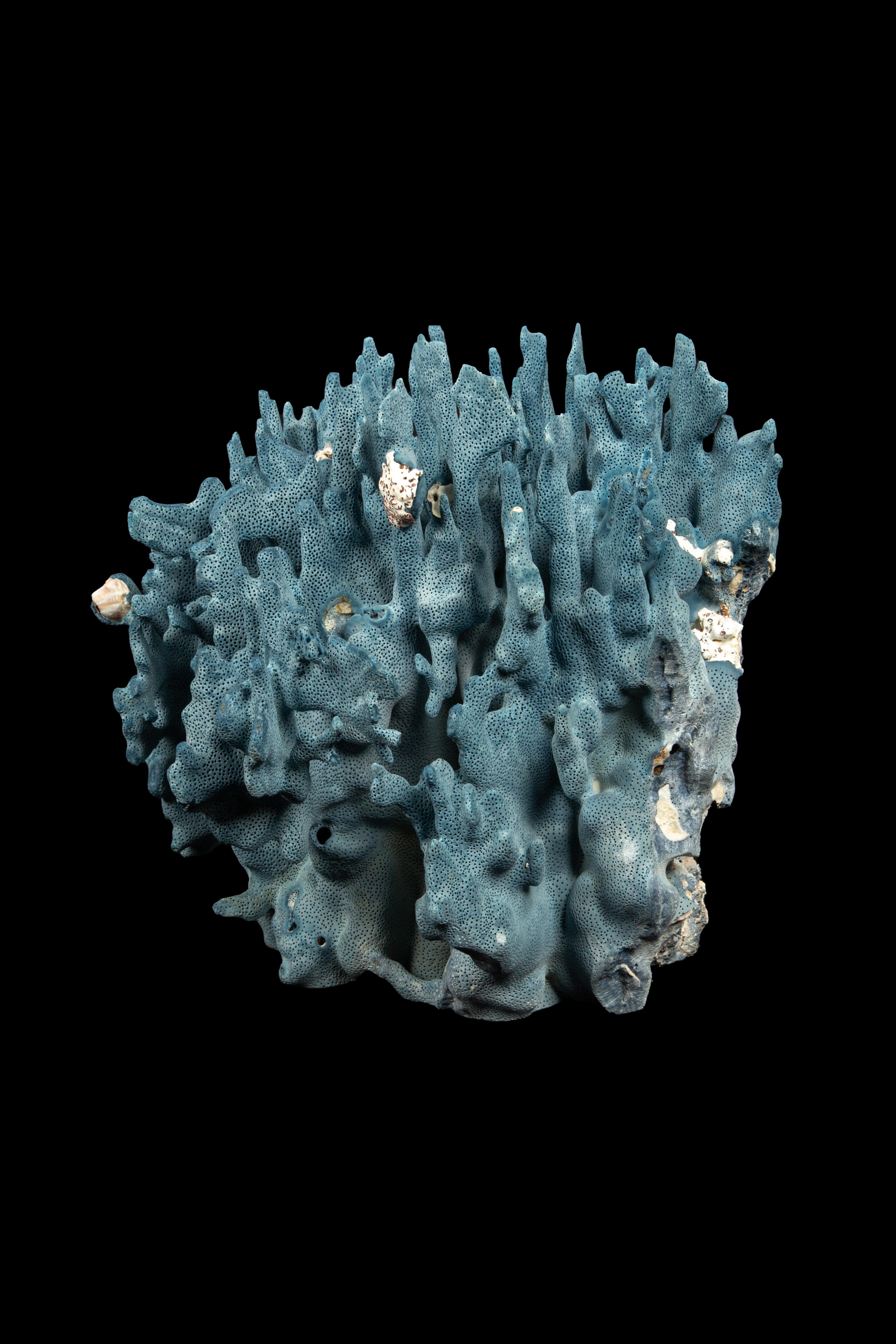 blue coral price