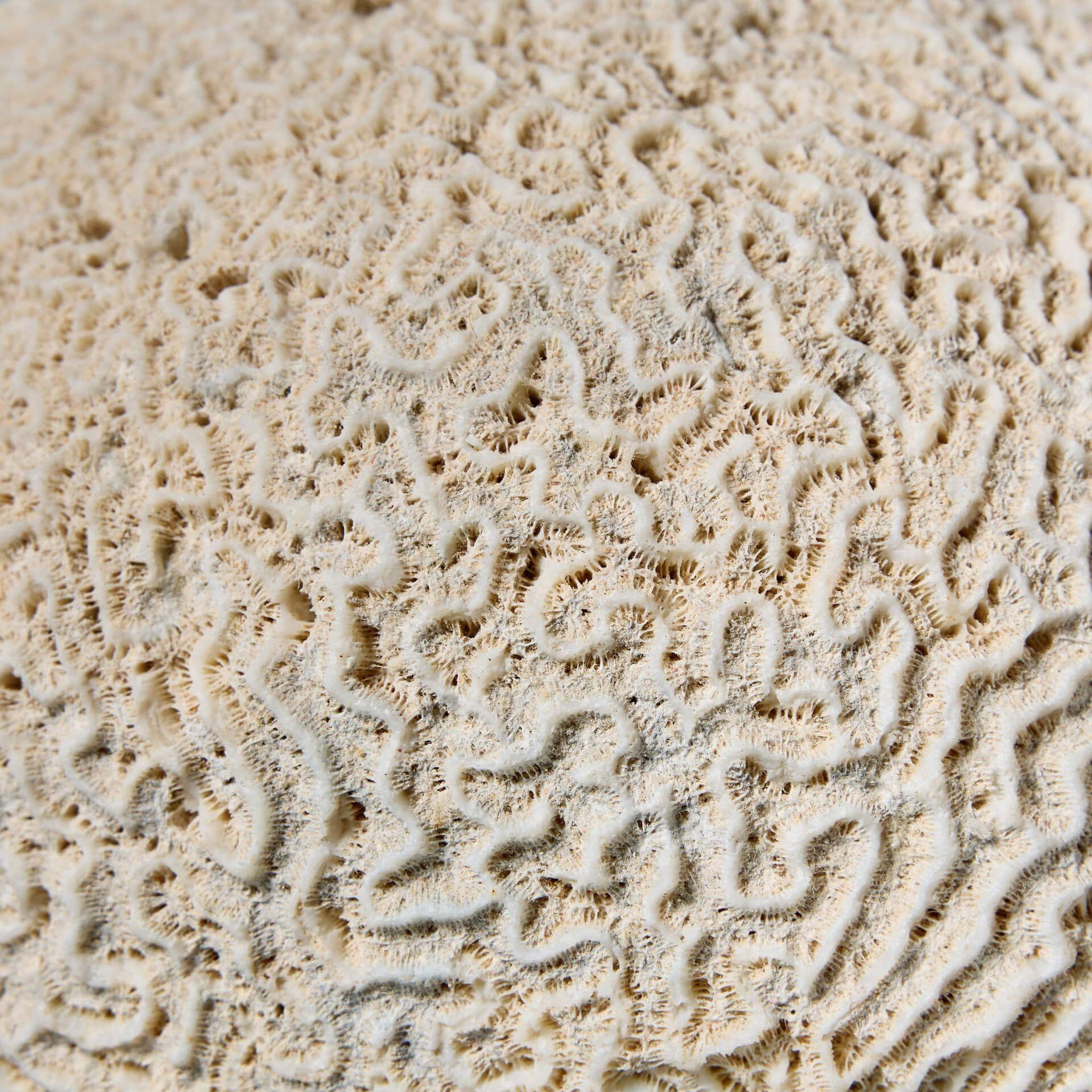 Specimen di corallo cervello naturale di grandi dimensioni In condizioni discrete a Wormelow, Herefordshire